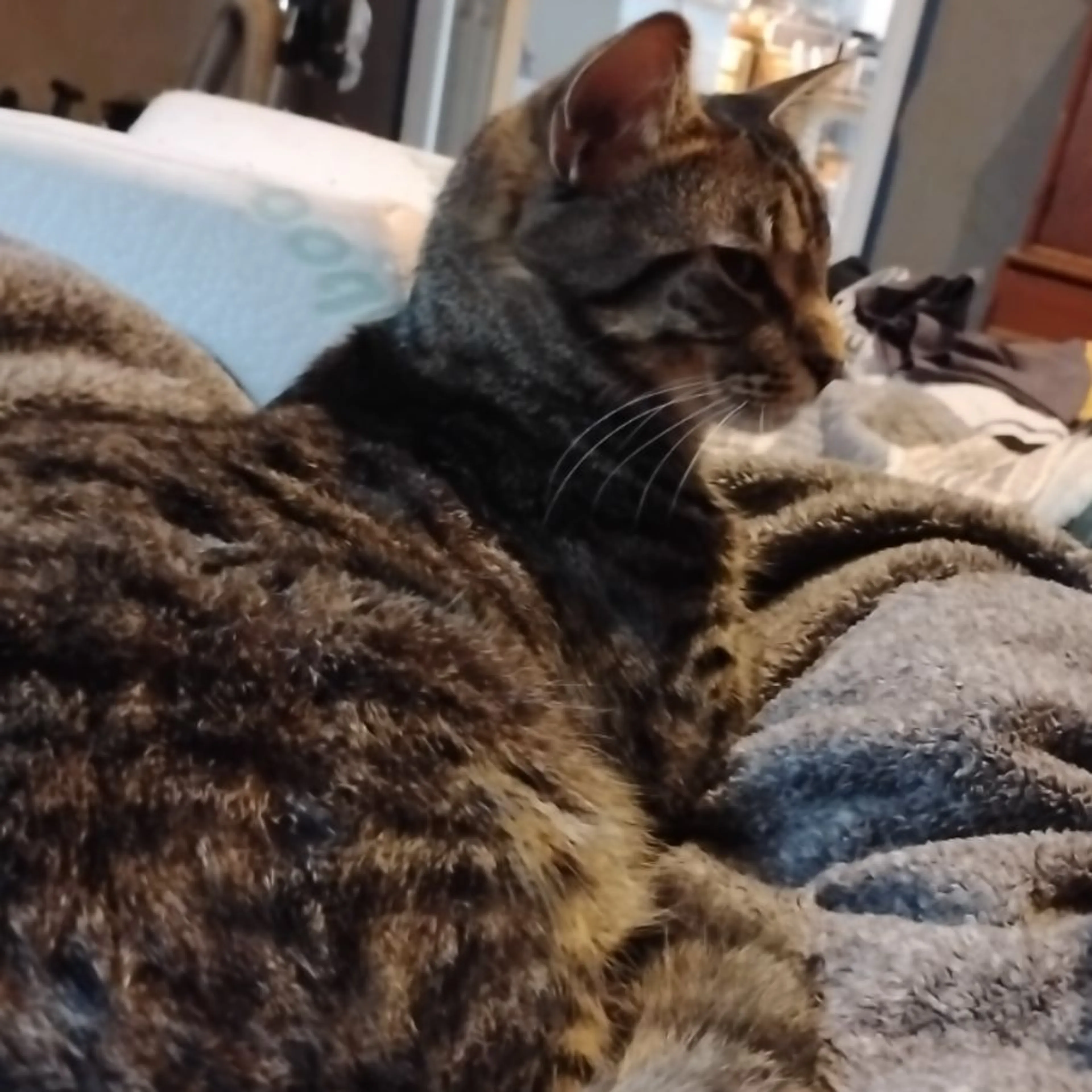 Lost pet