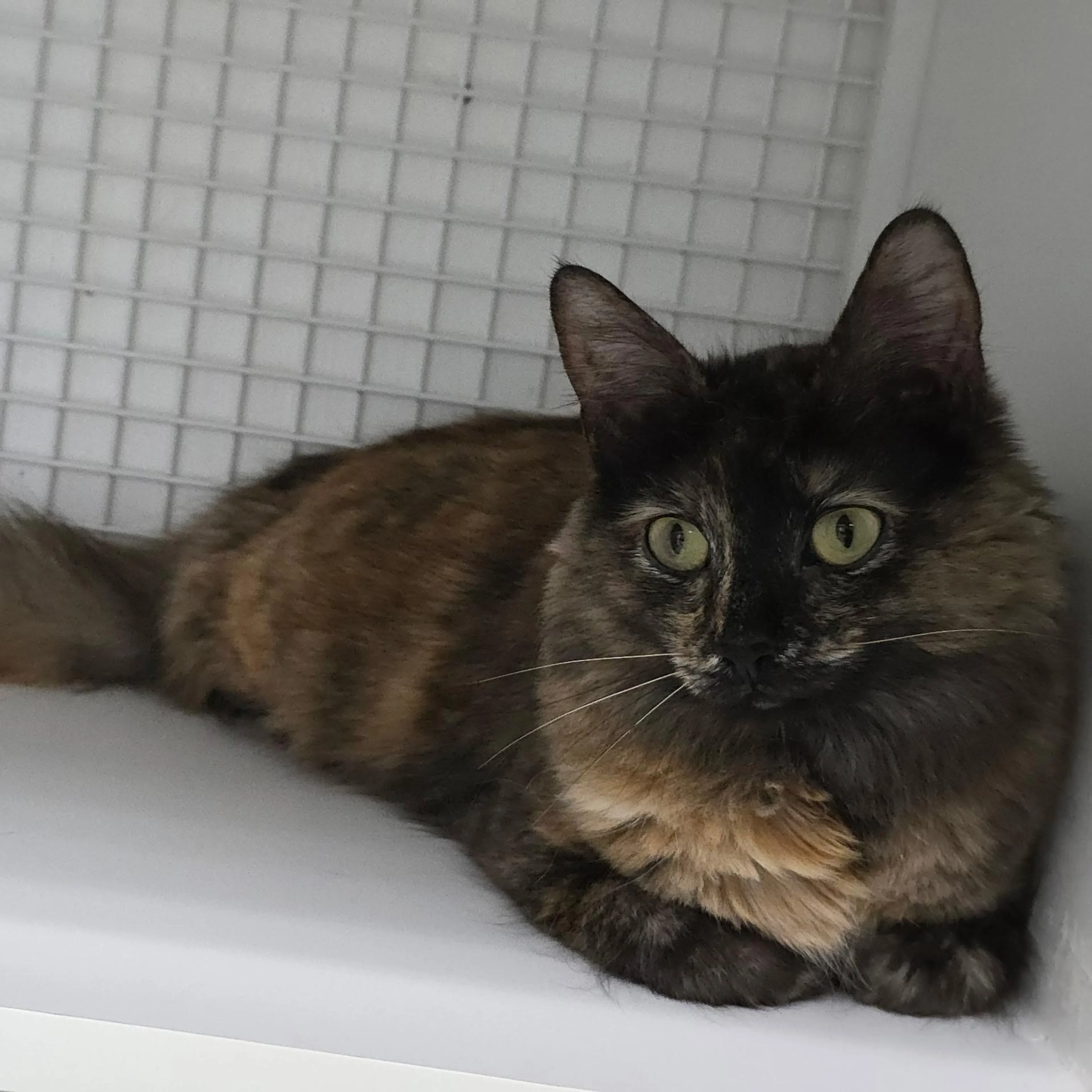 Found pet-1