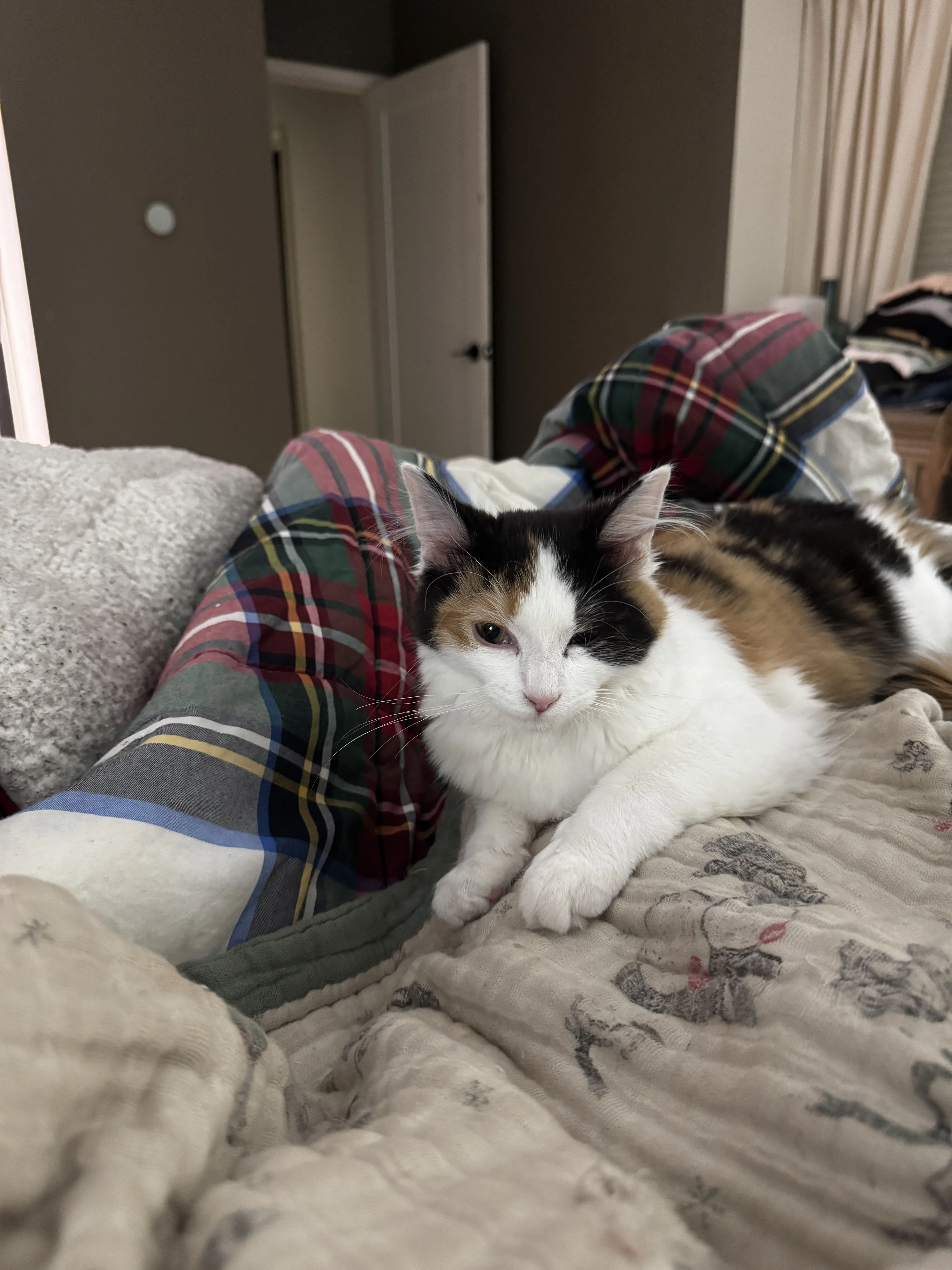 Lost pet-1