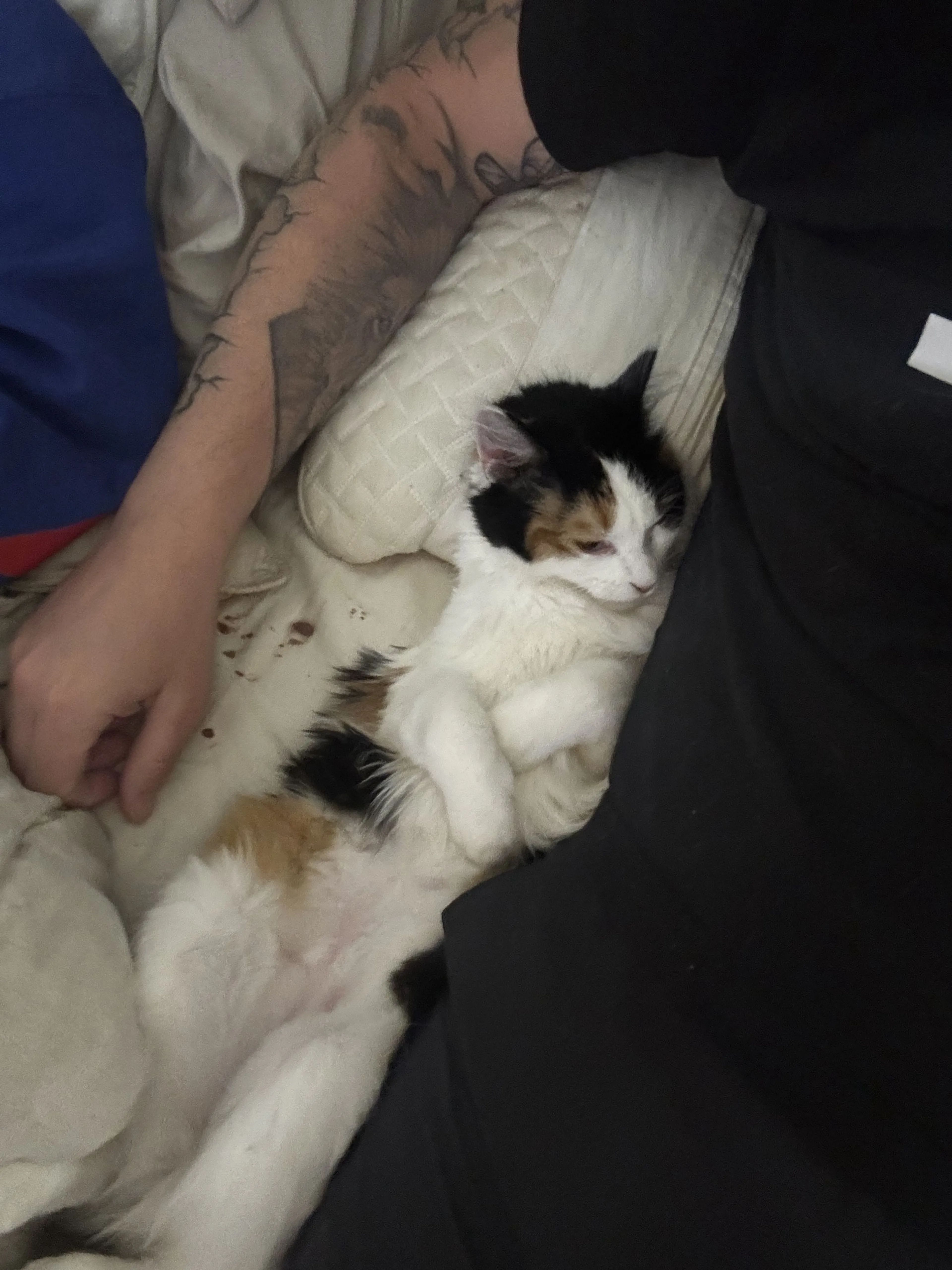 Lost pet-0