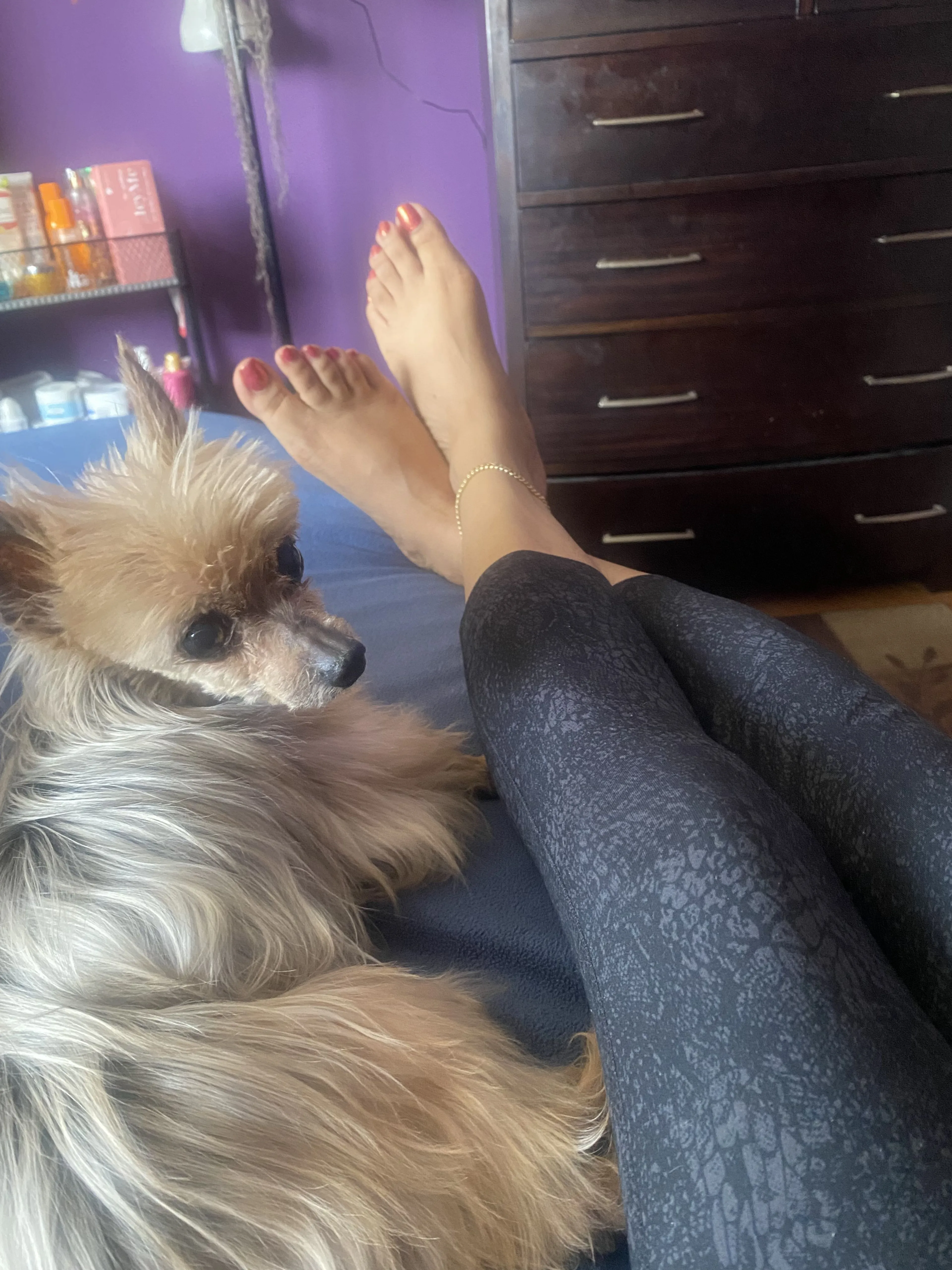 Lost pet
