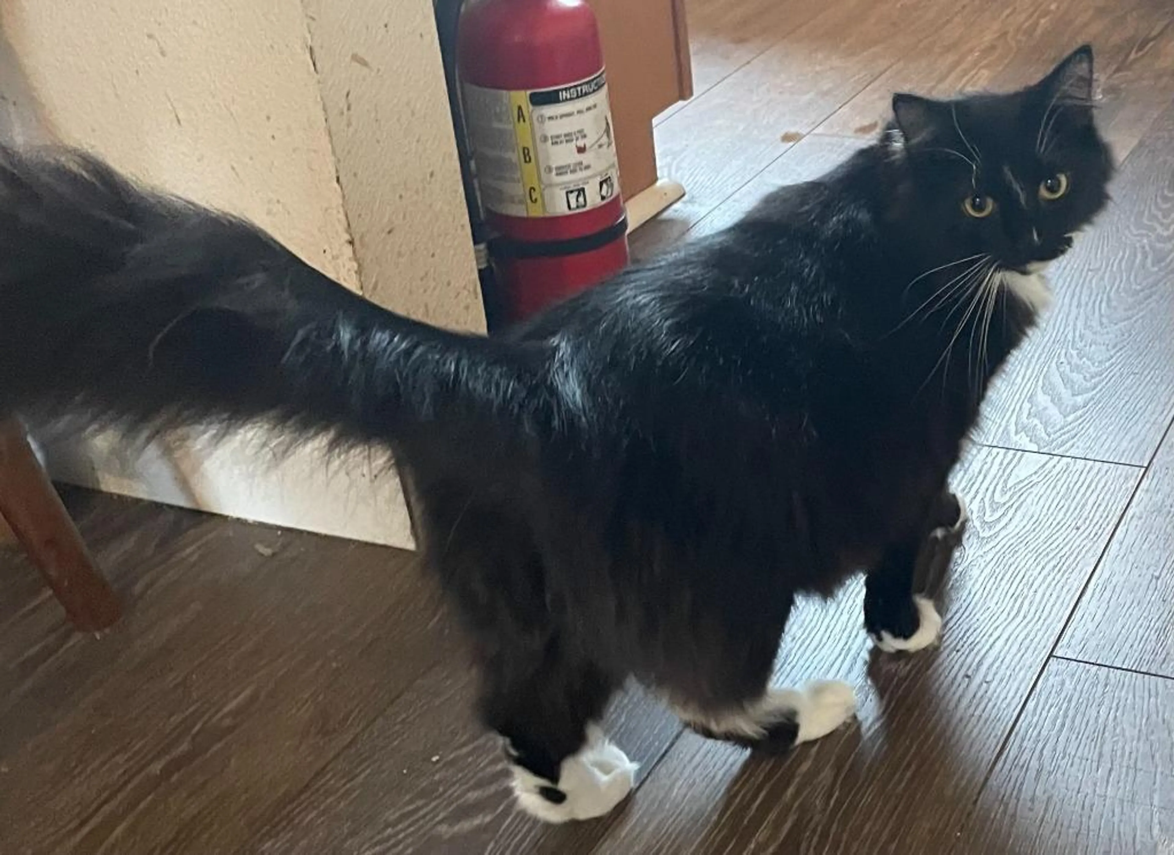 Found pet