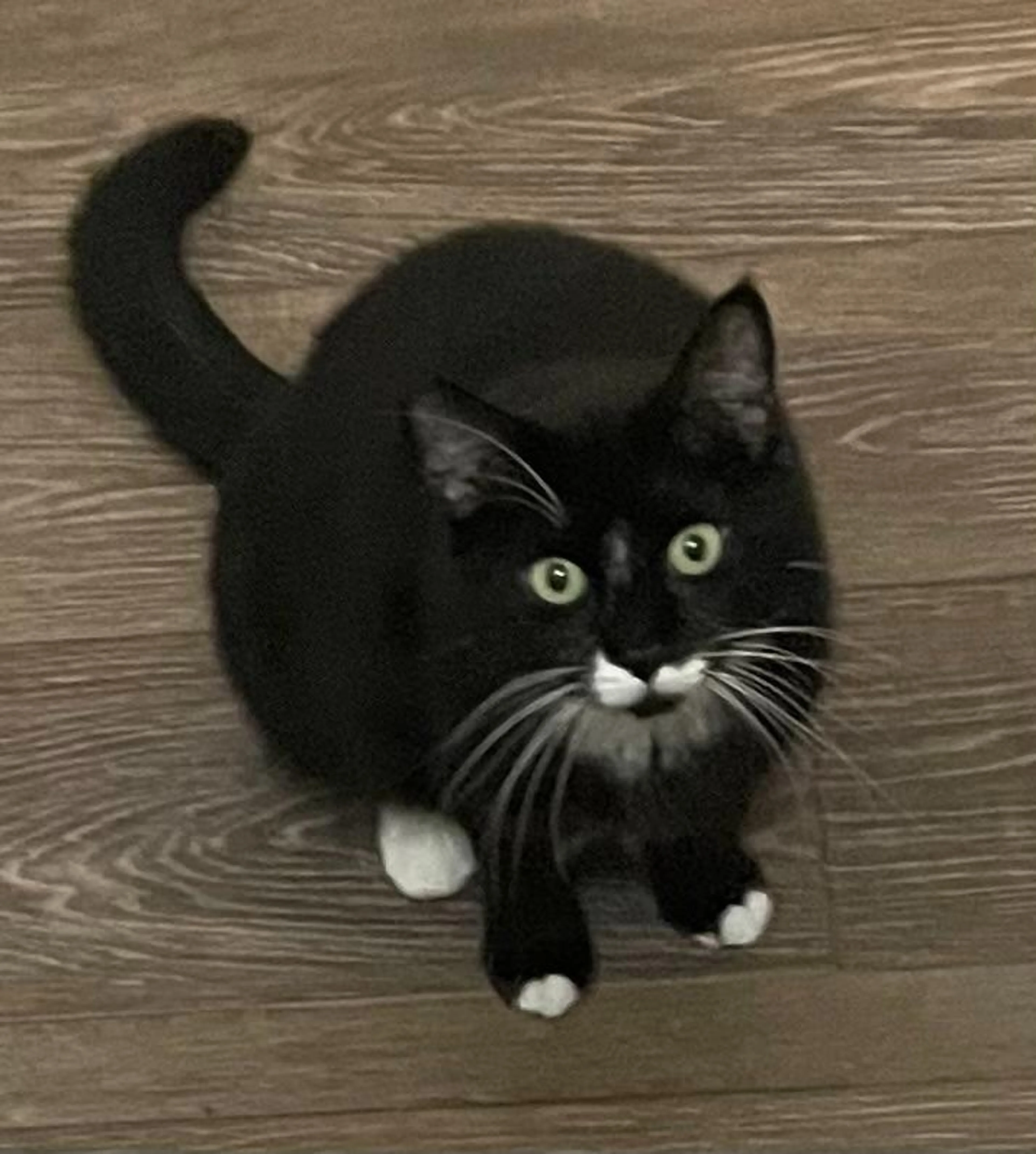 Found pet-4