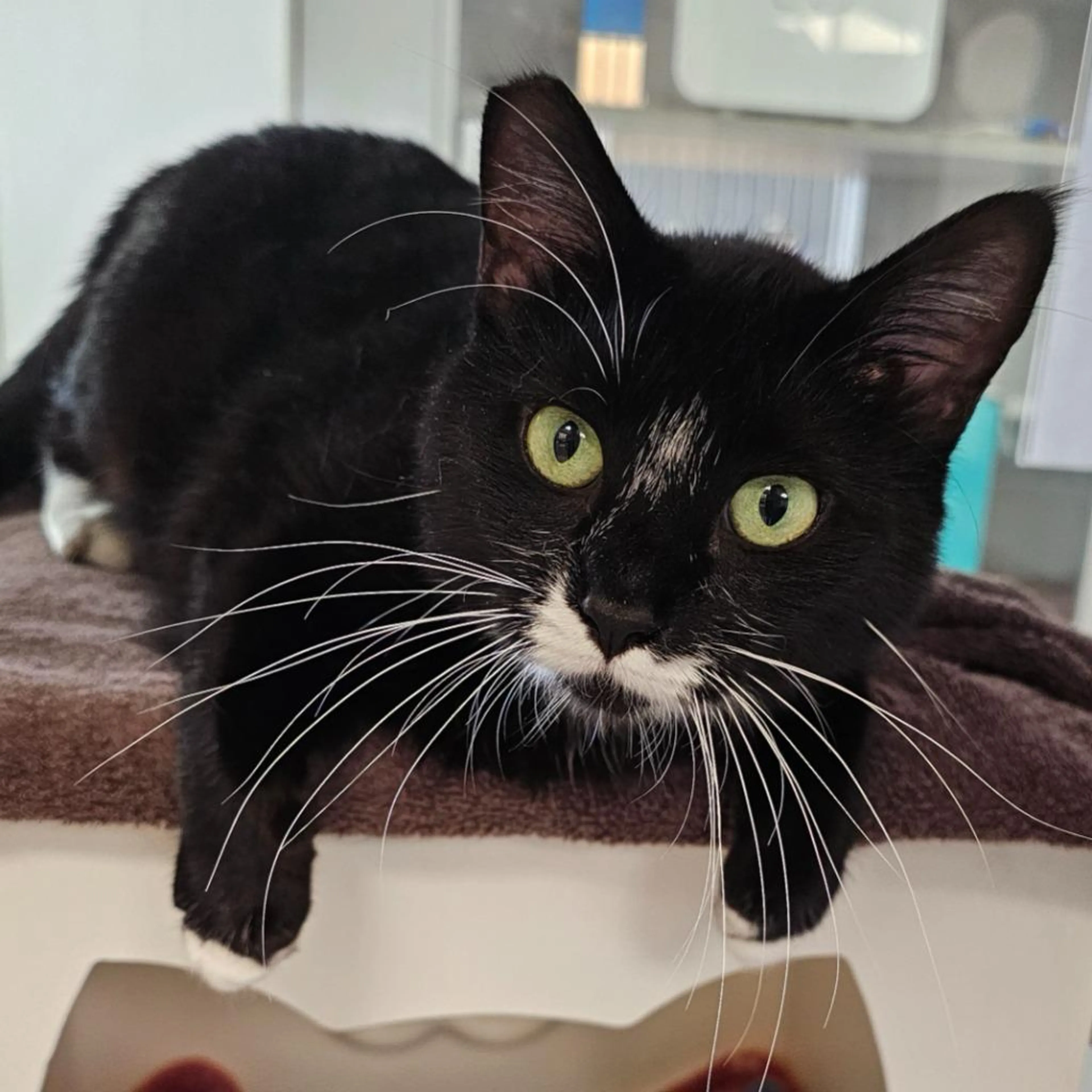 Found pet-1