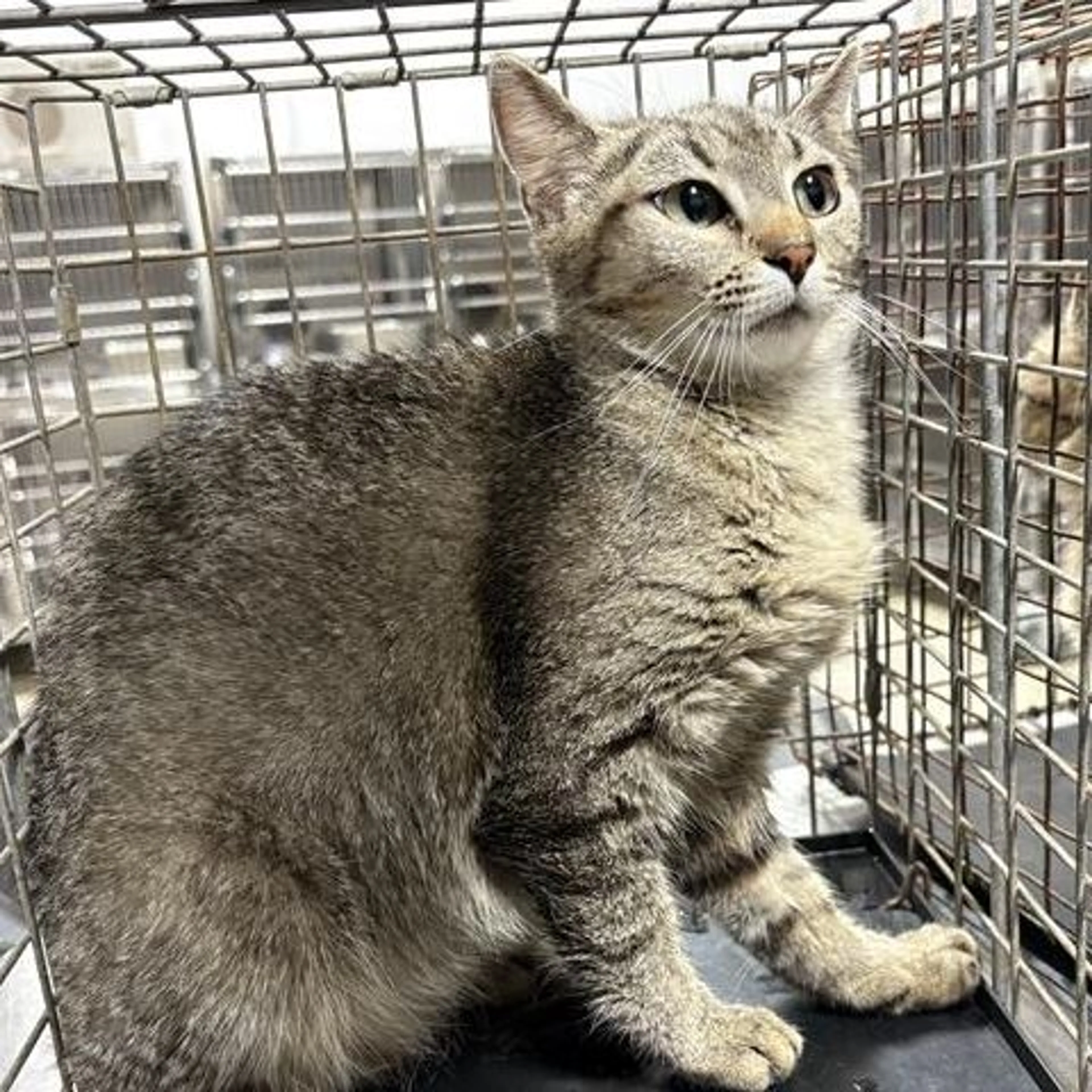 Found pet