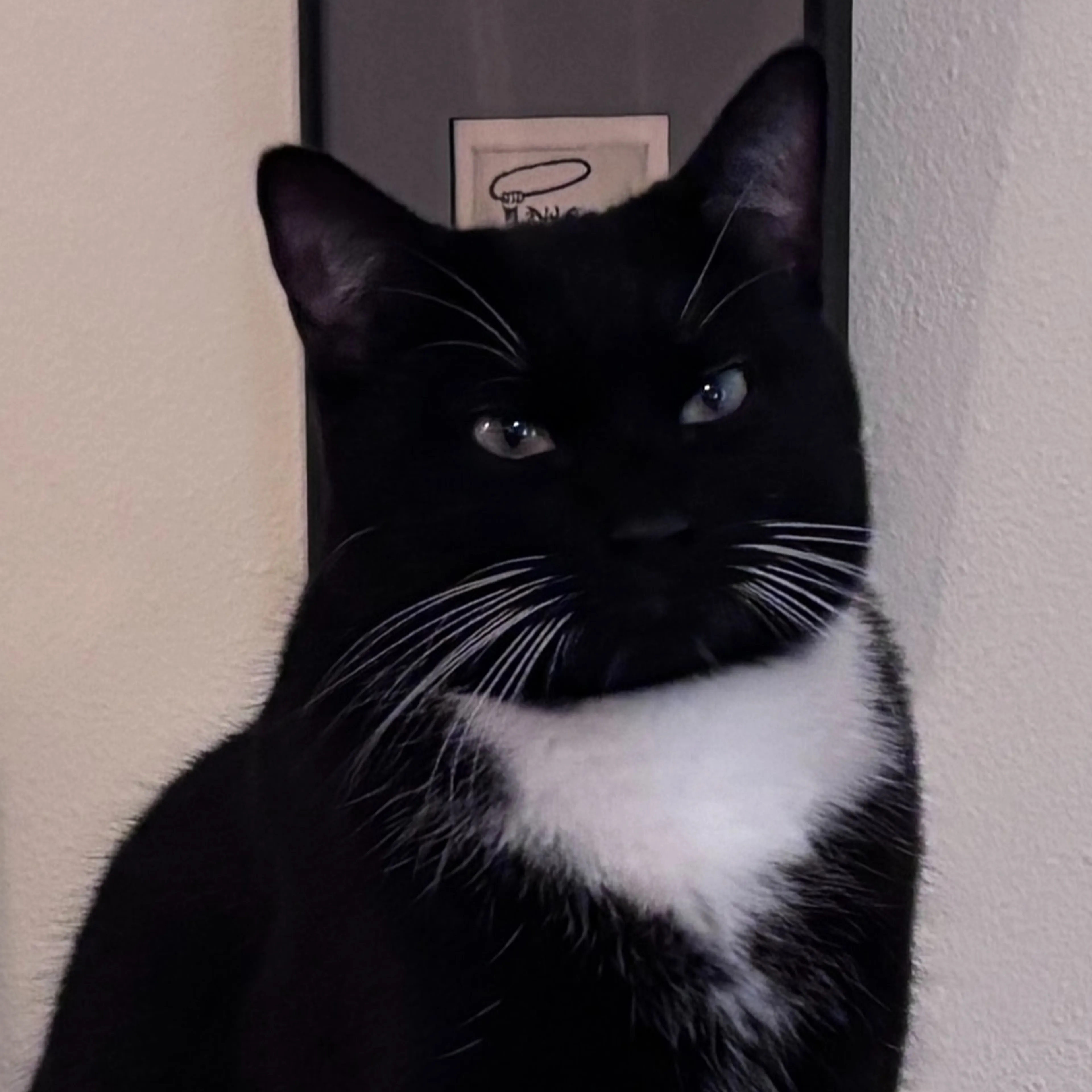 Lost pet-1