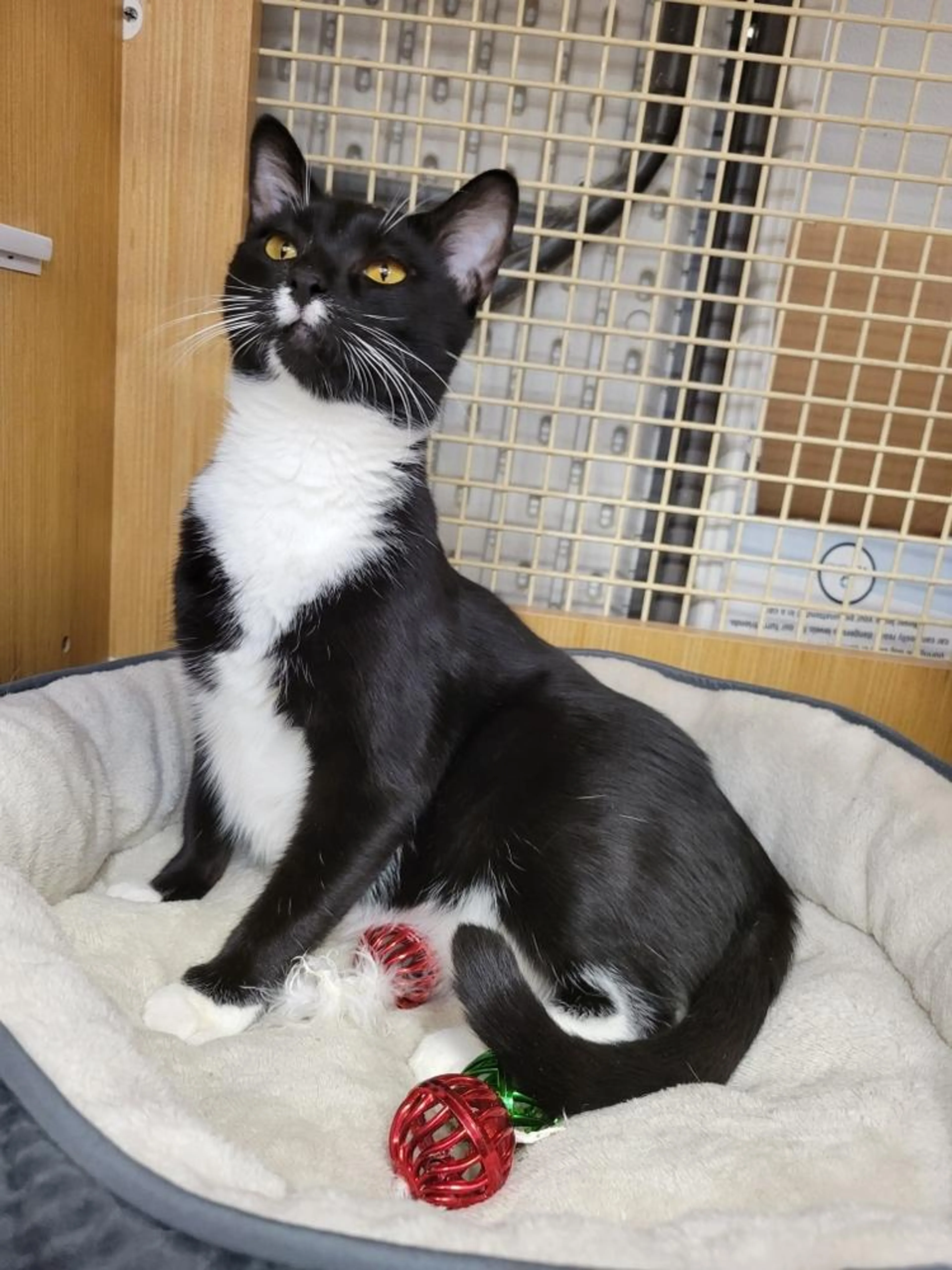 Found pet-1