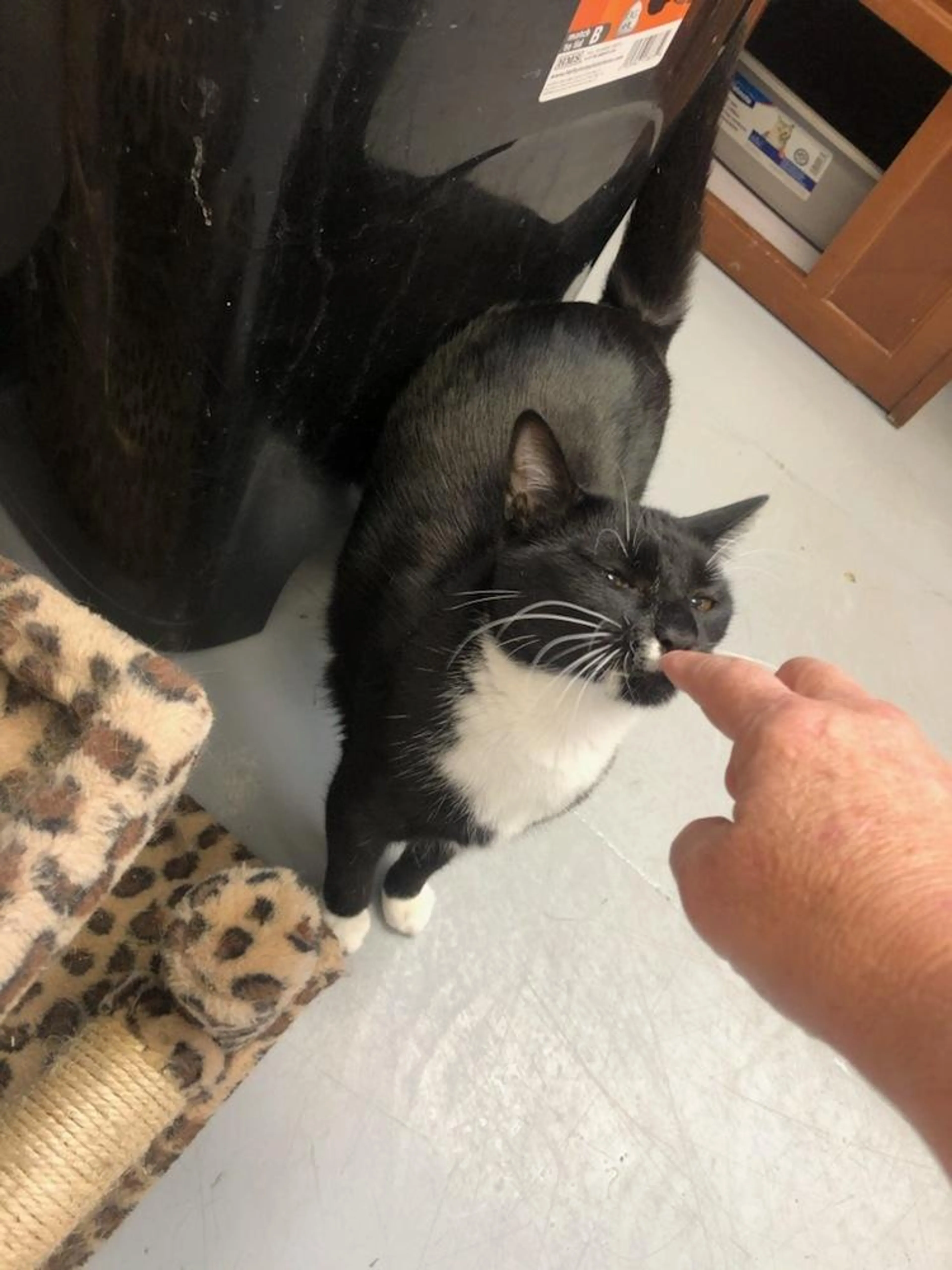 Found pet-3
