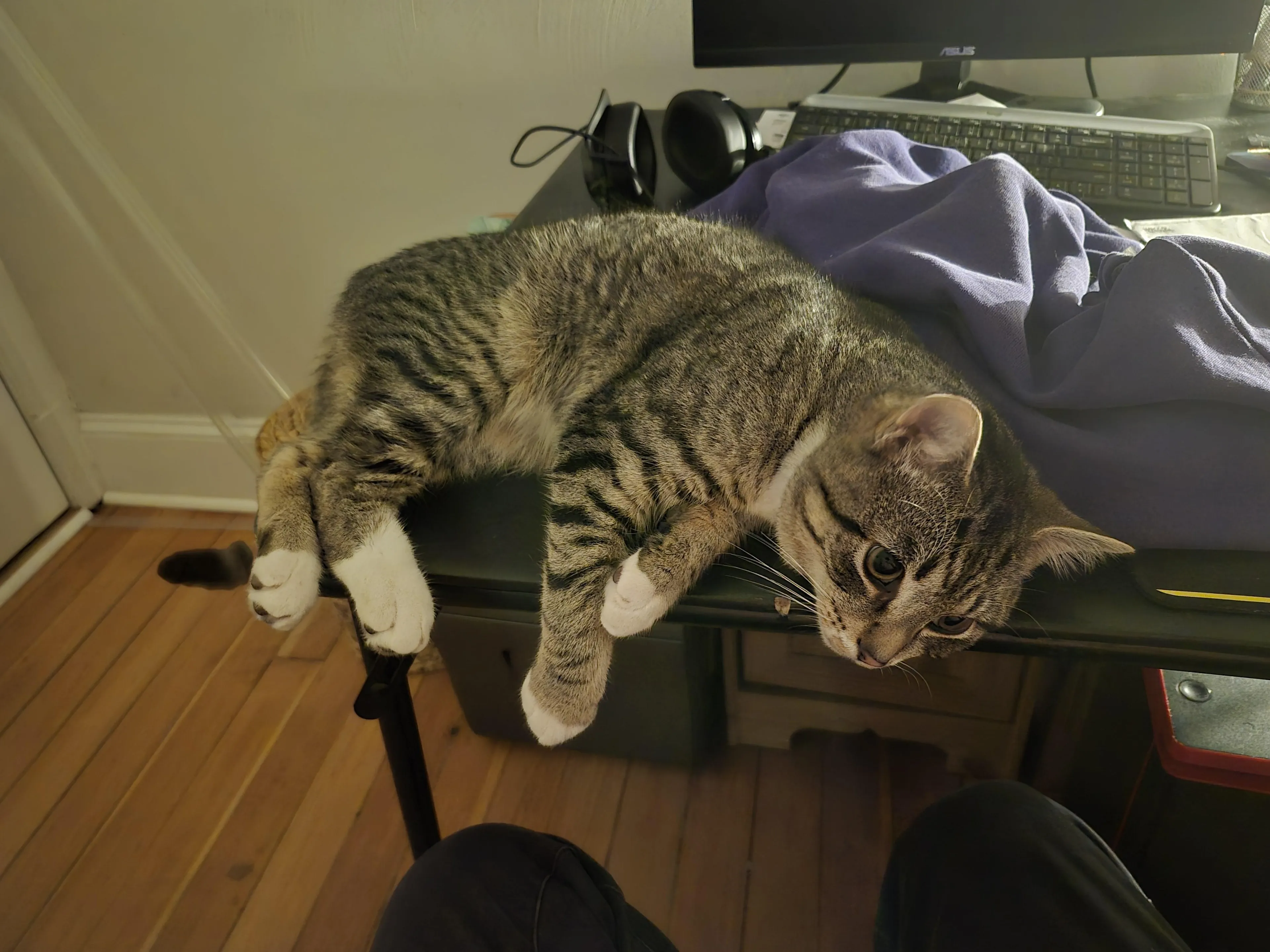Found pet-2