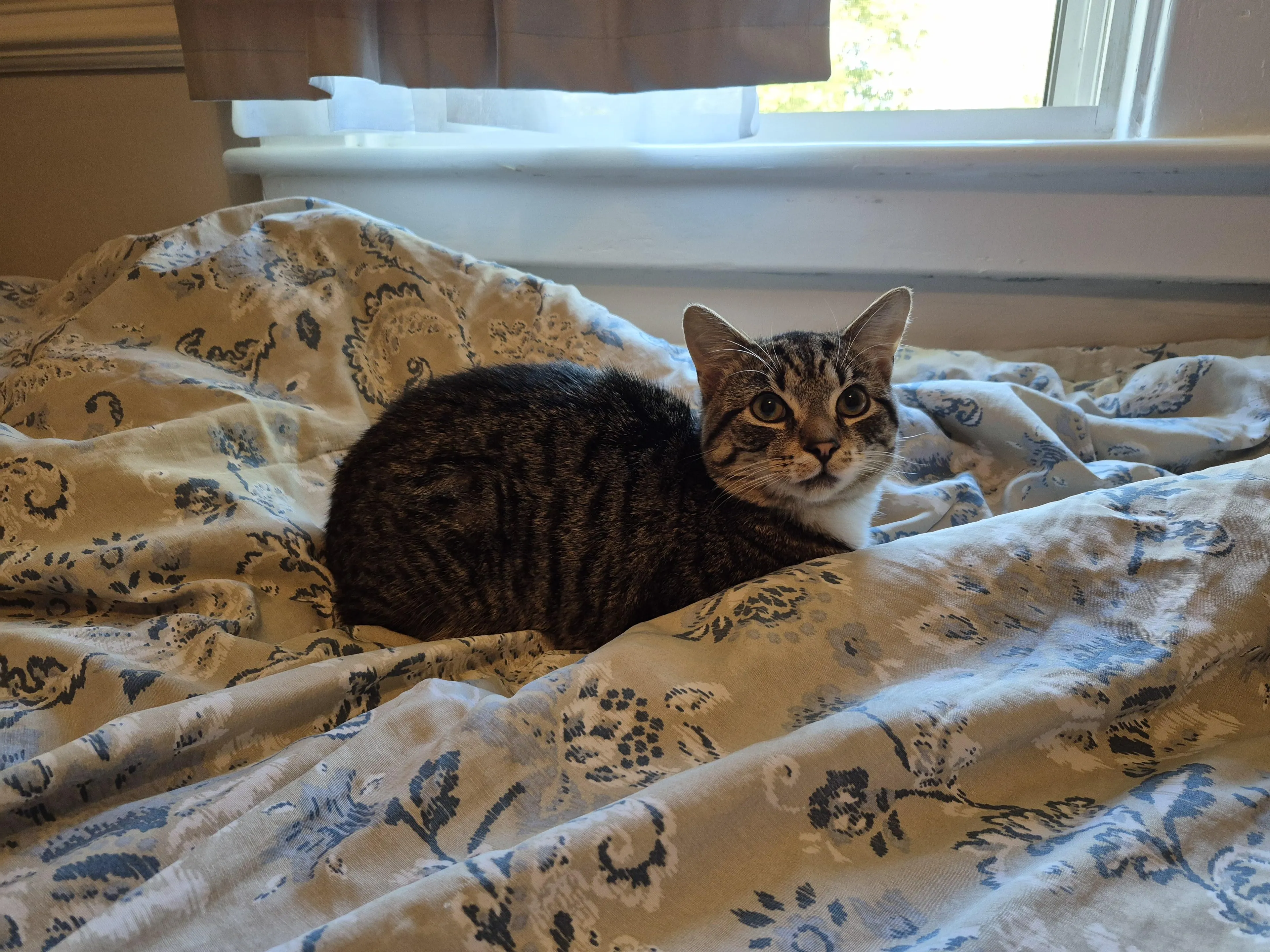 Found pet-1