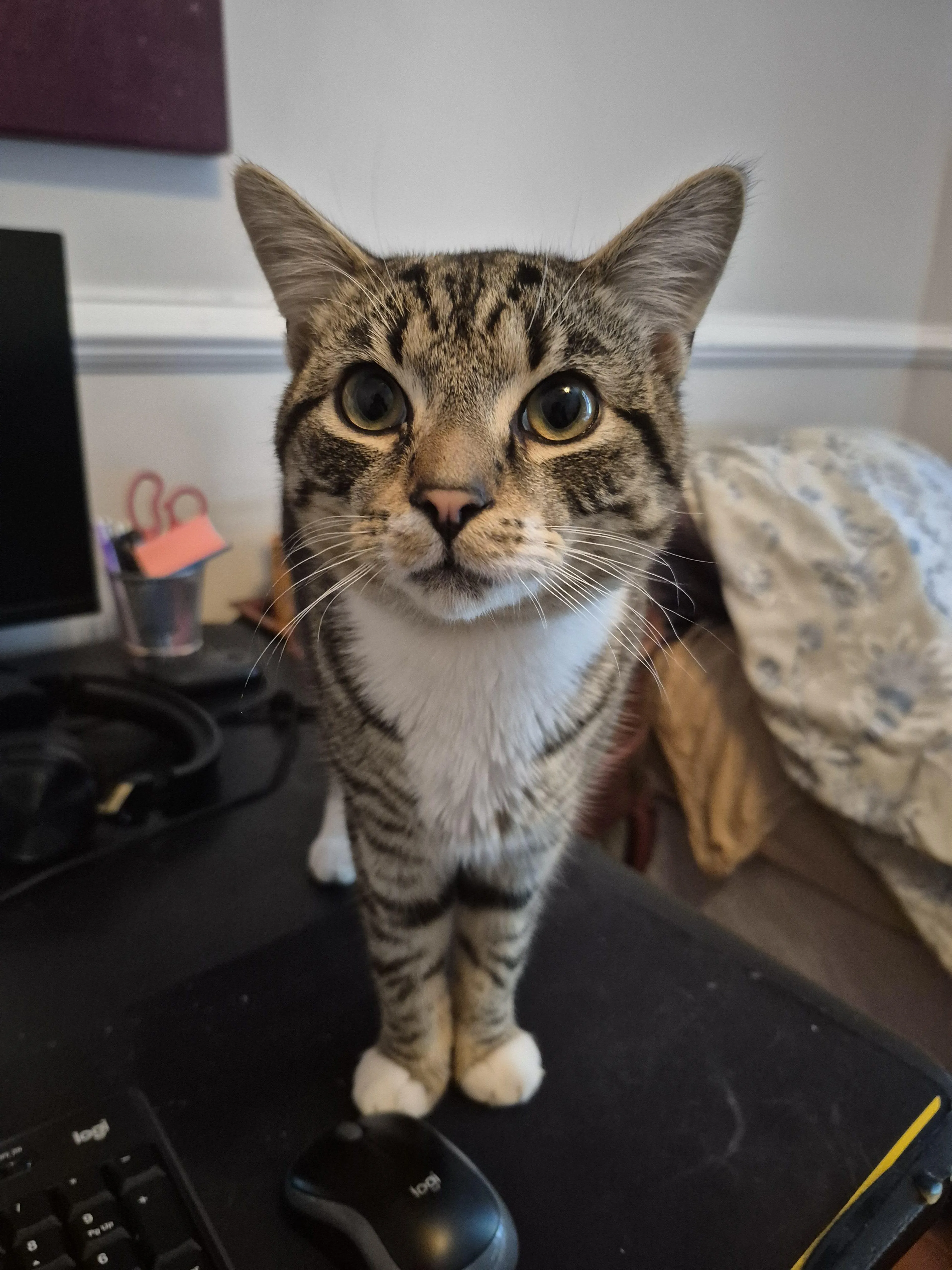 Found pet-0
