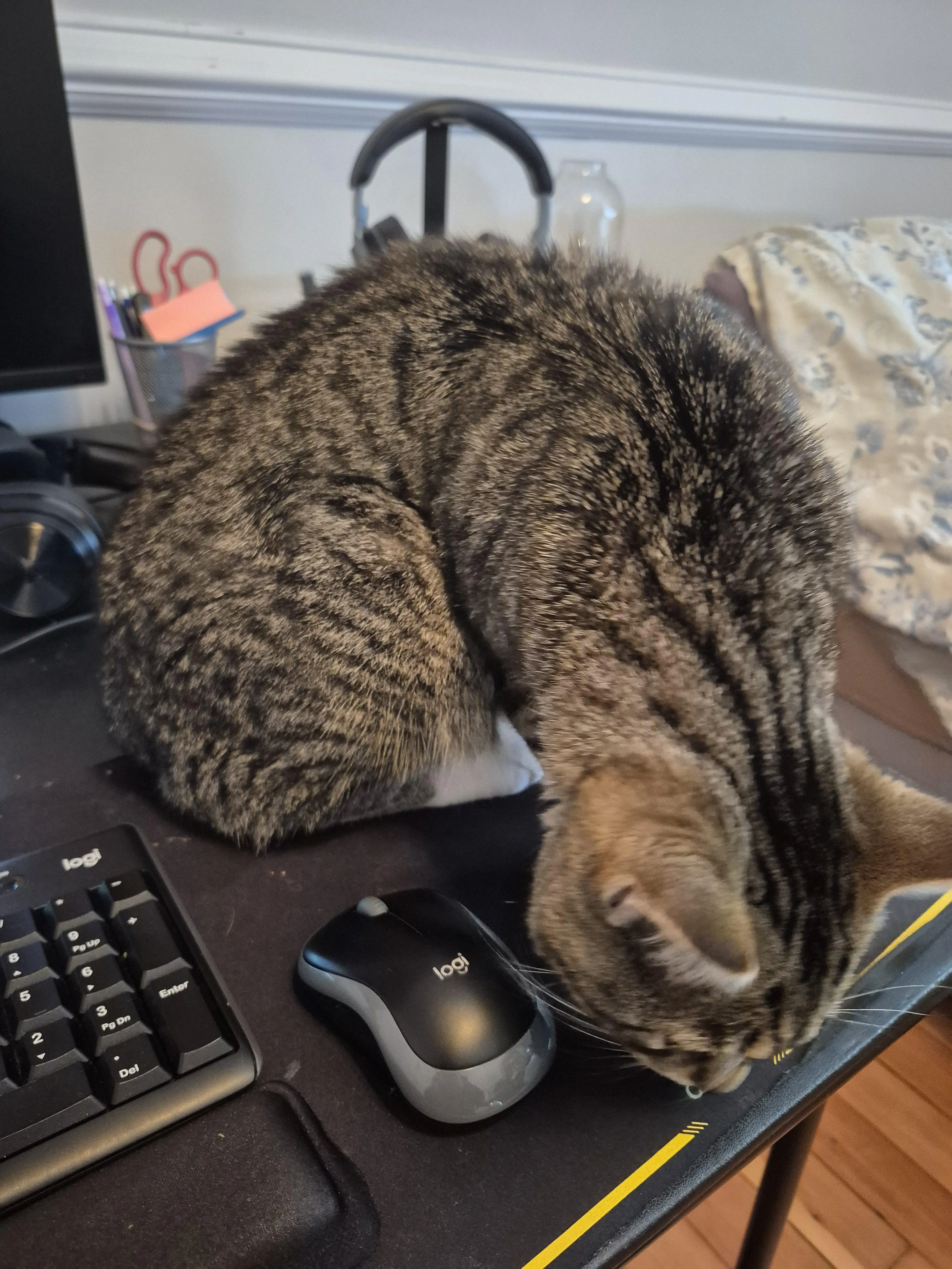 Found pet-3