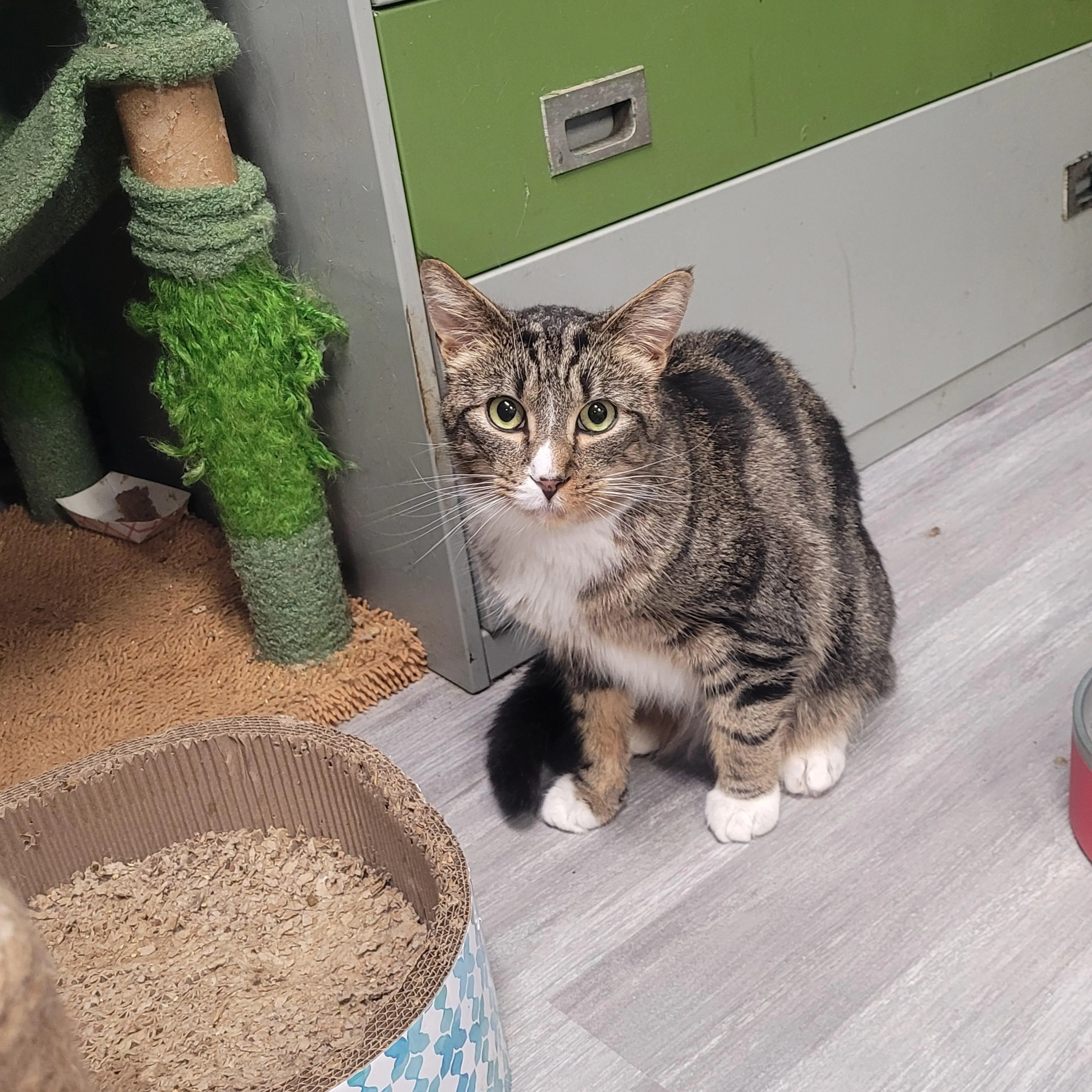 Found pet-1