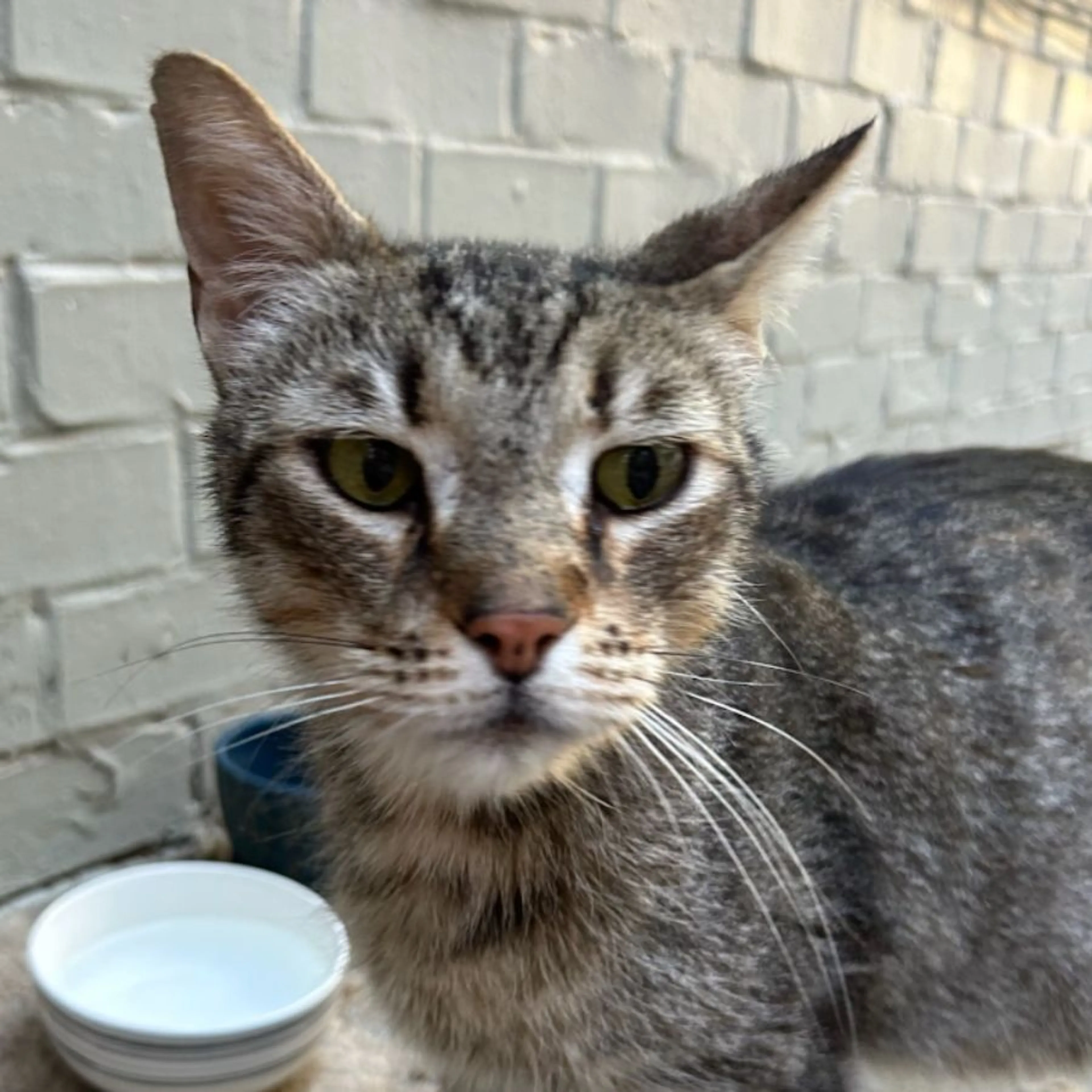 Found pet