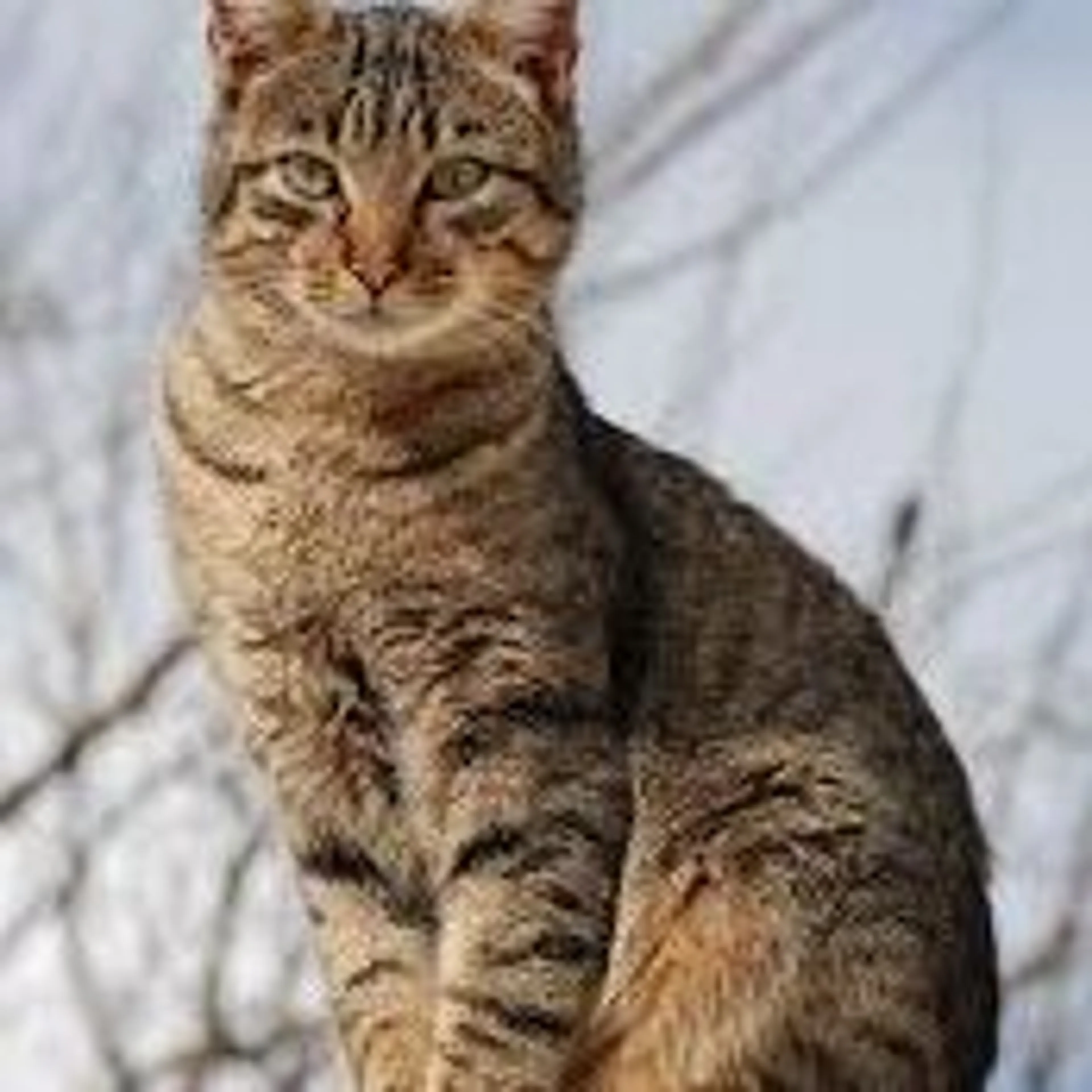 Lost pet