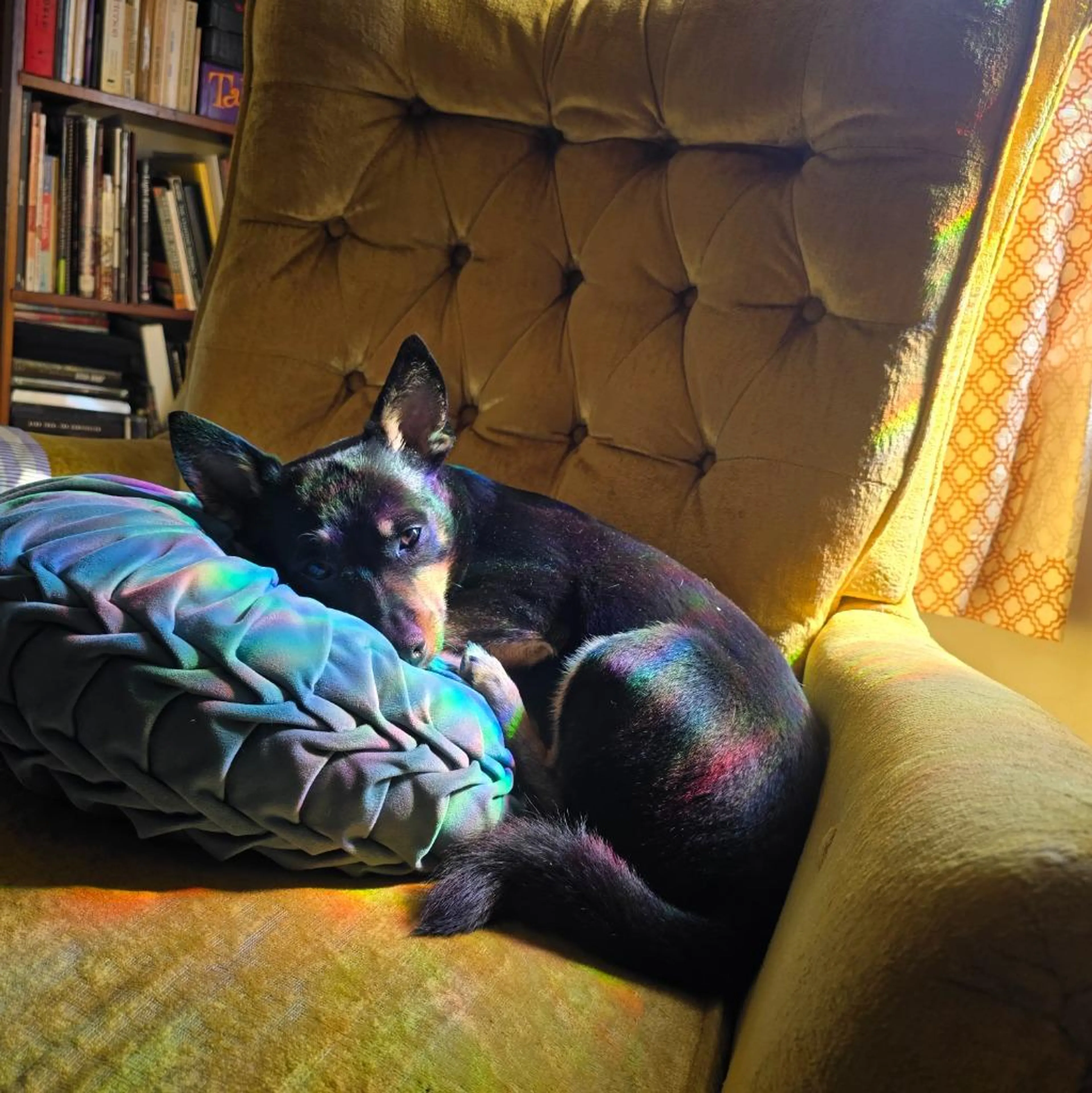 Found pet-3