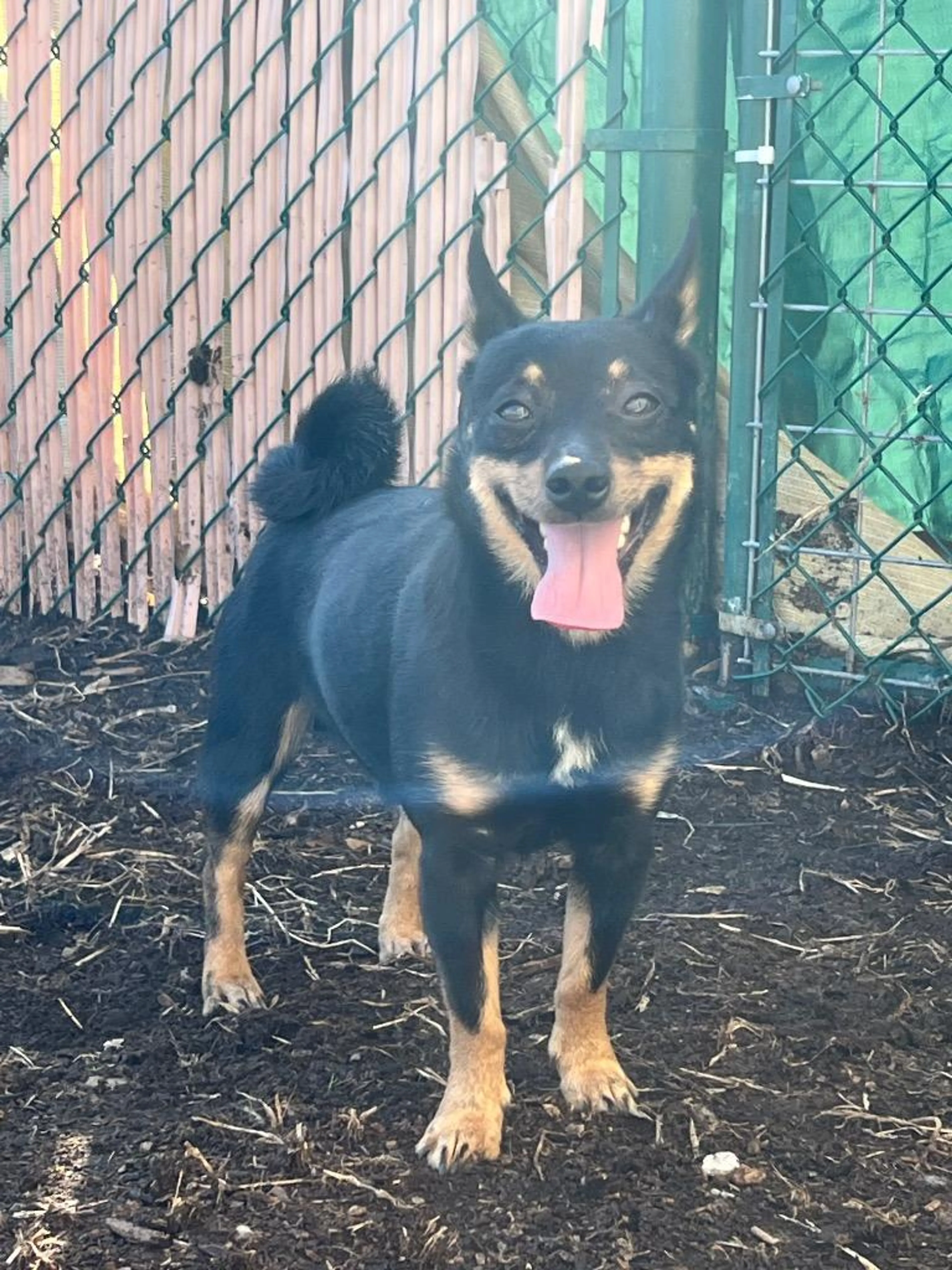Found pet-2