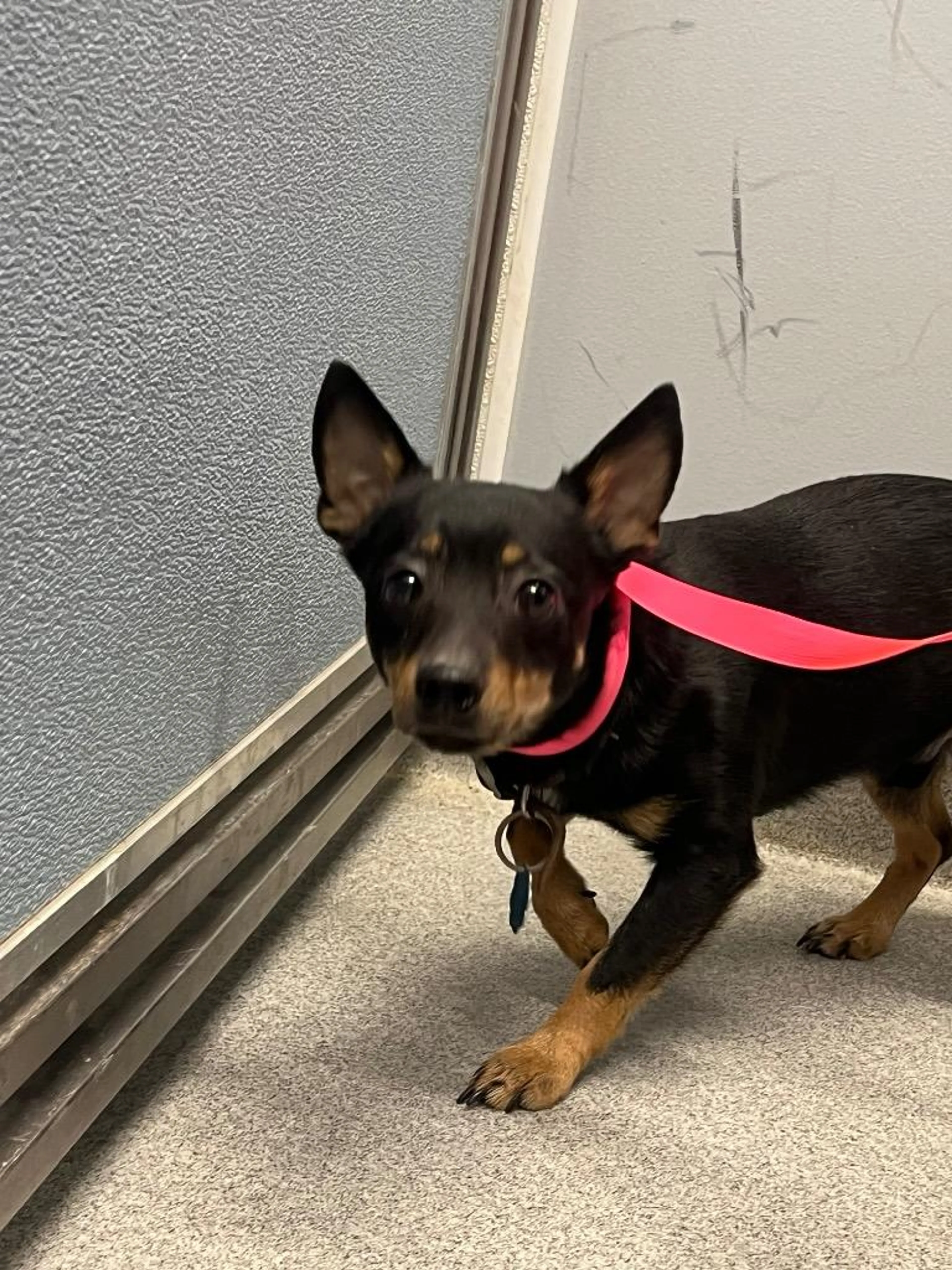 Found pet-0