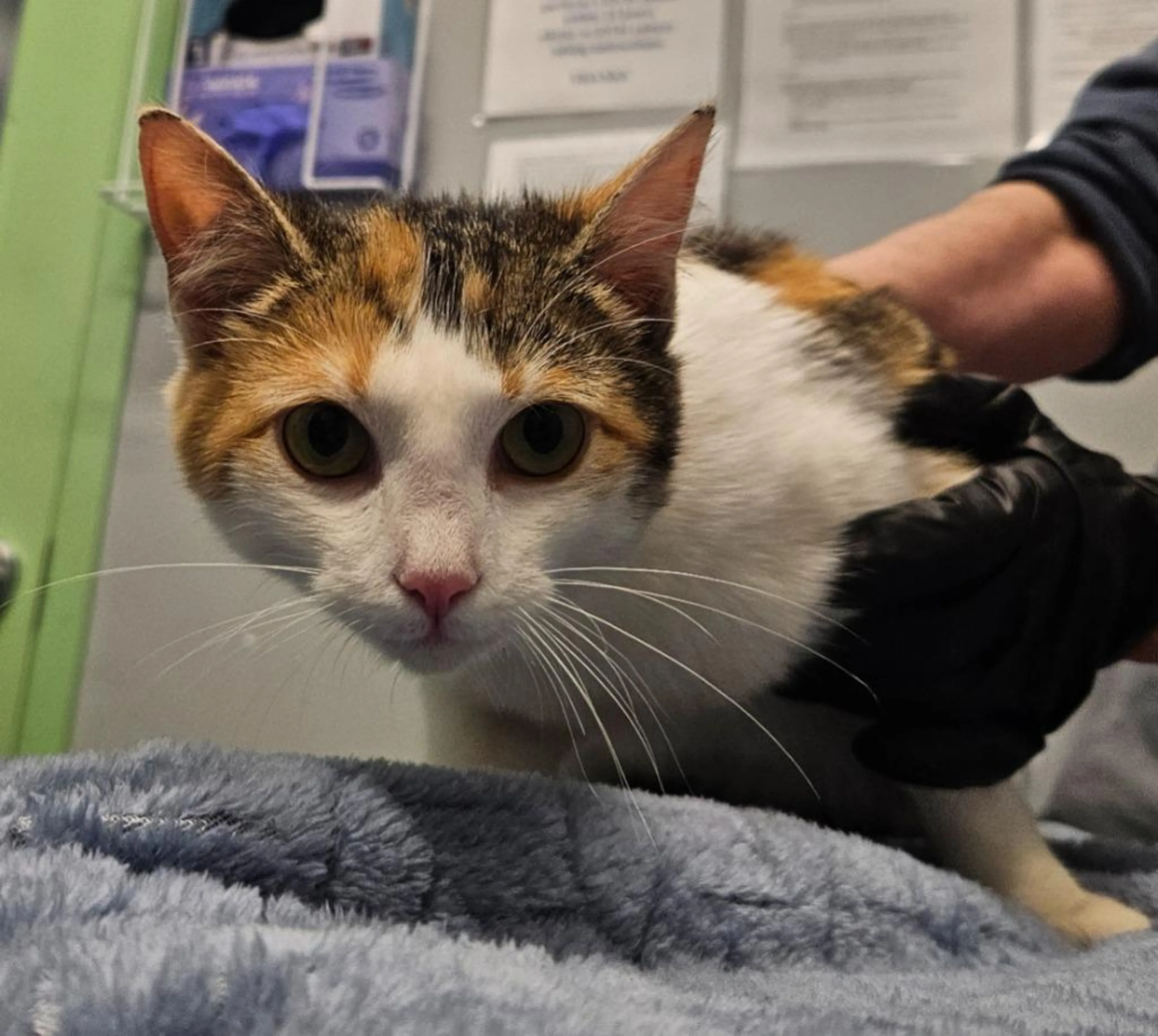 Found pet