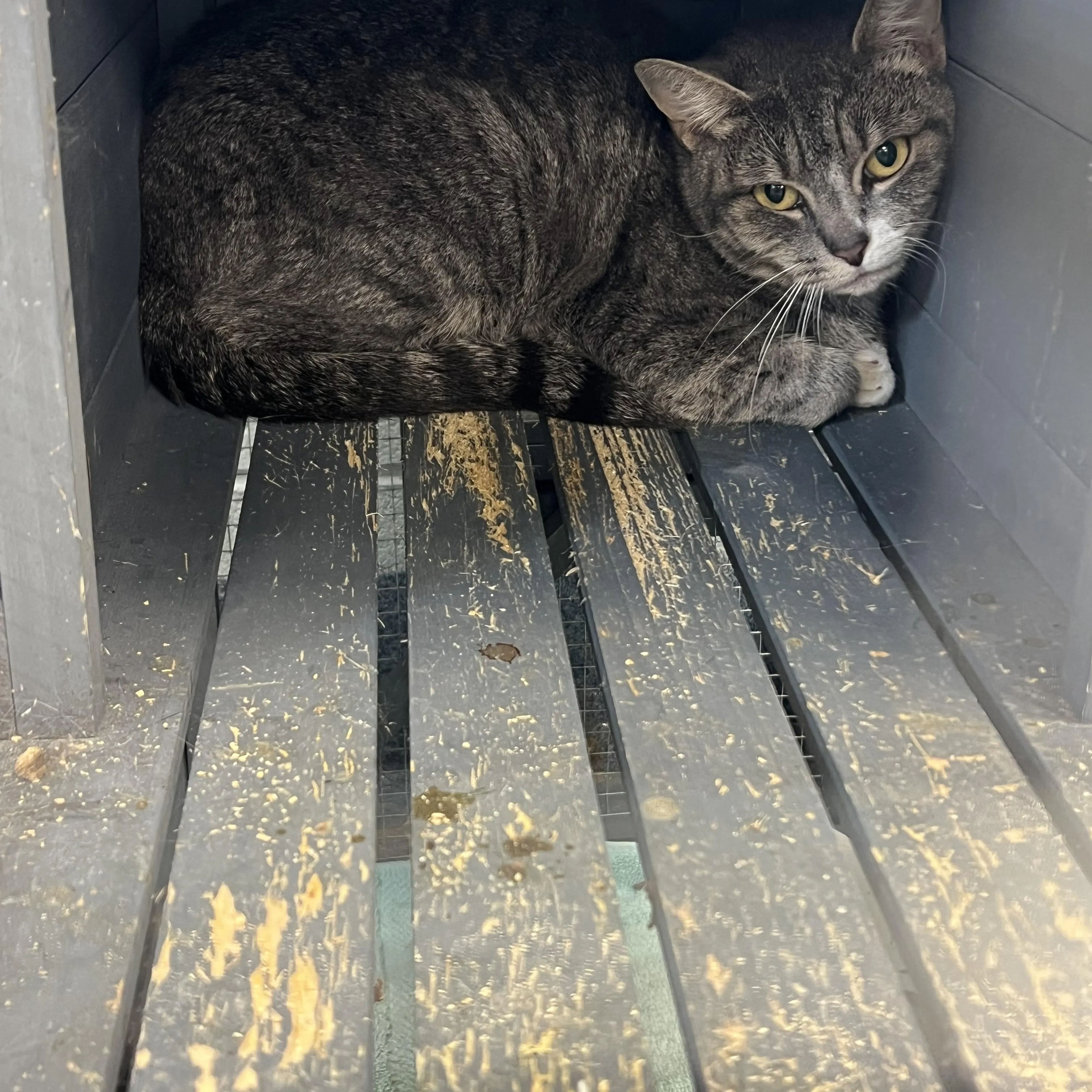 Found pet
