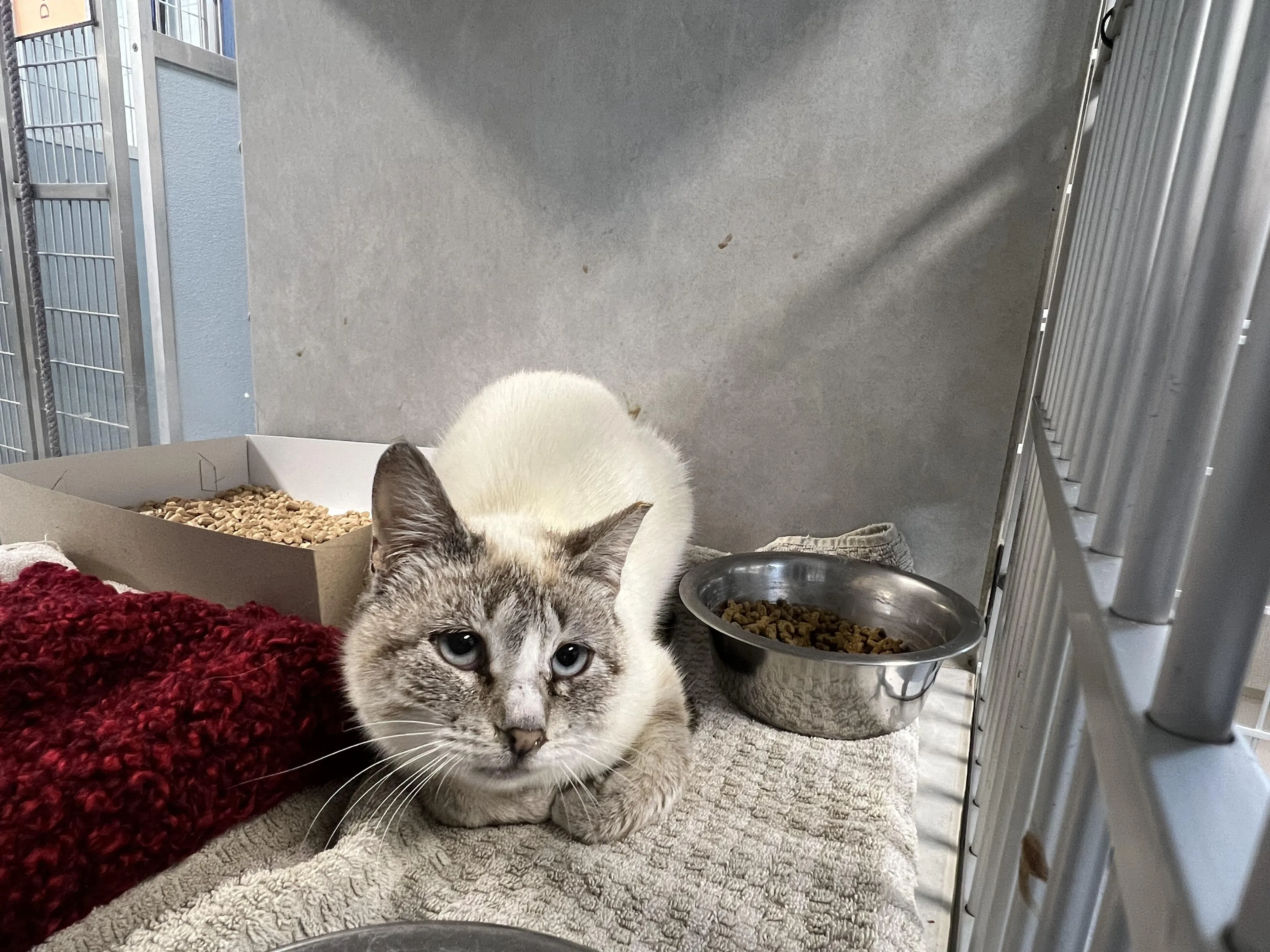 Found pet