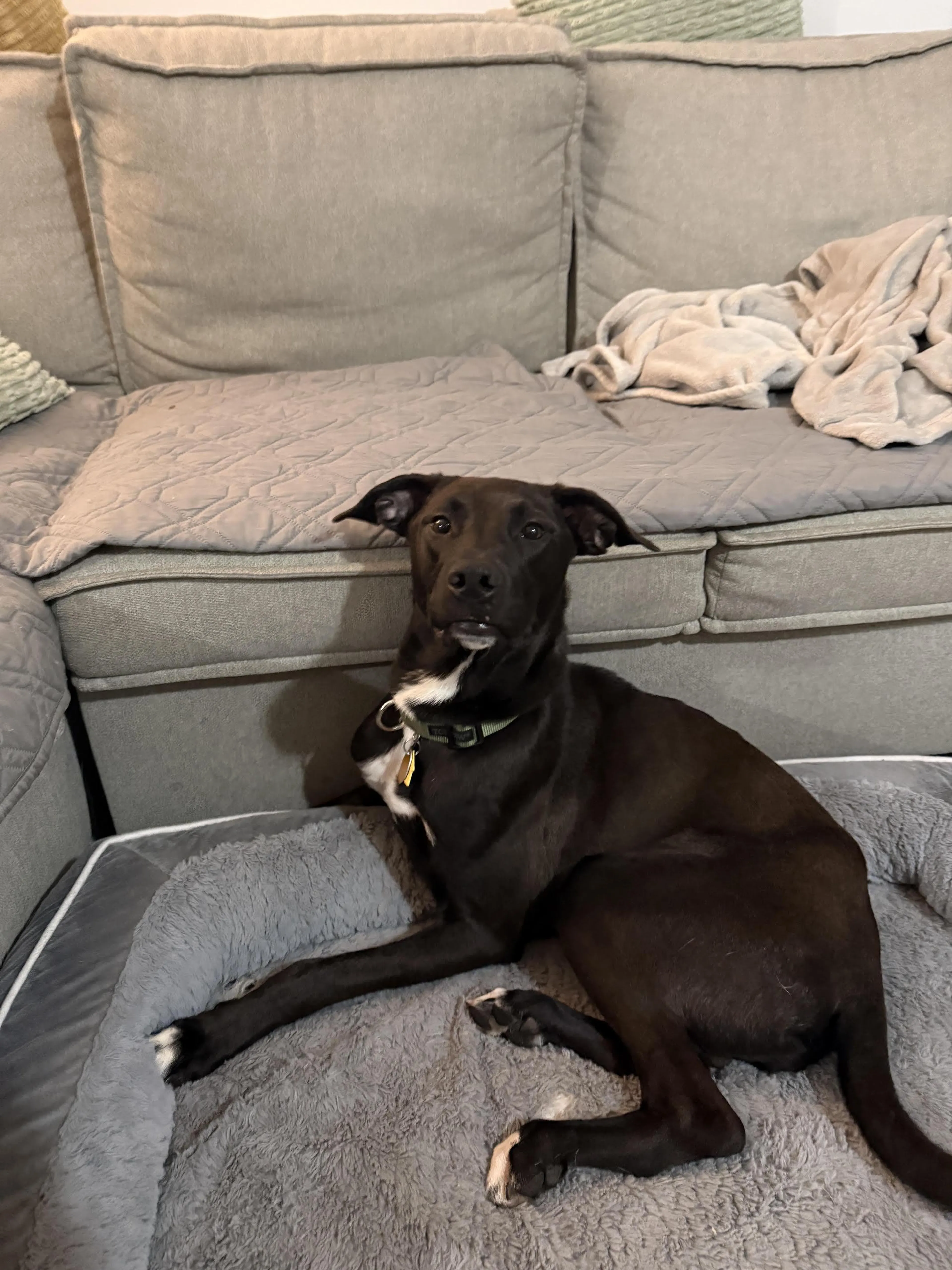 Found pet-5