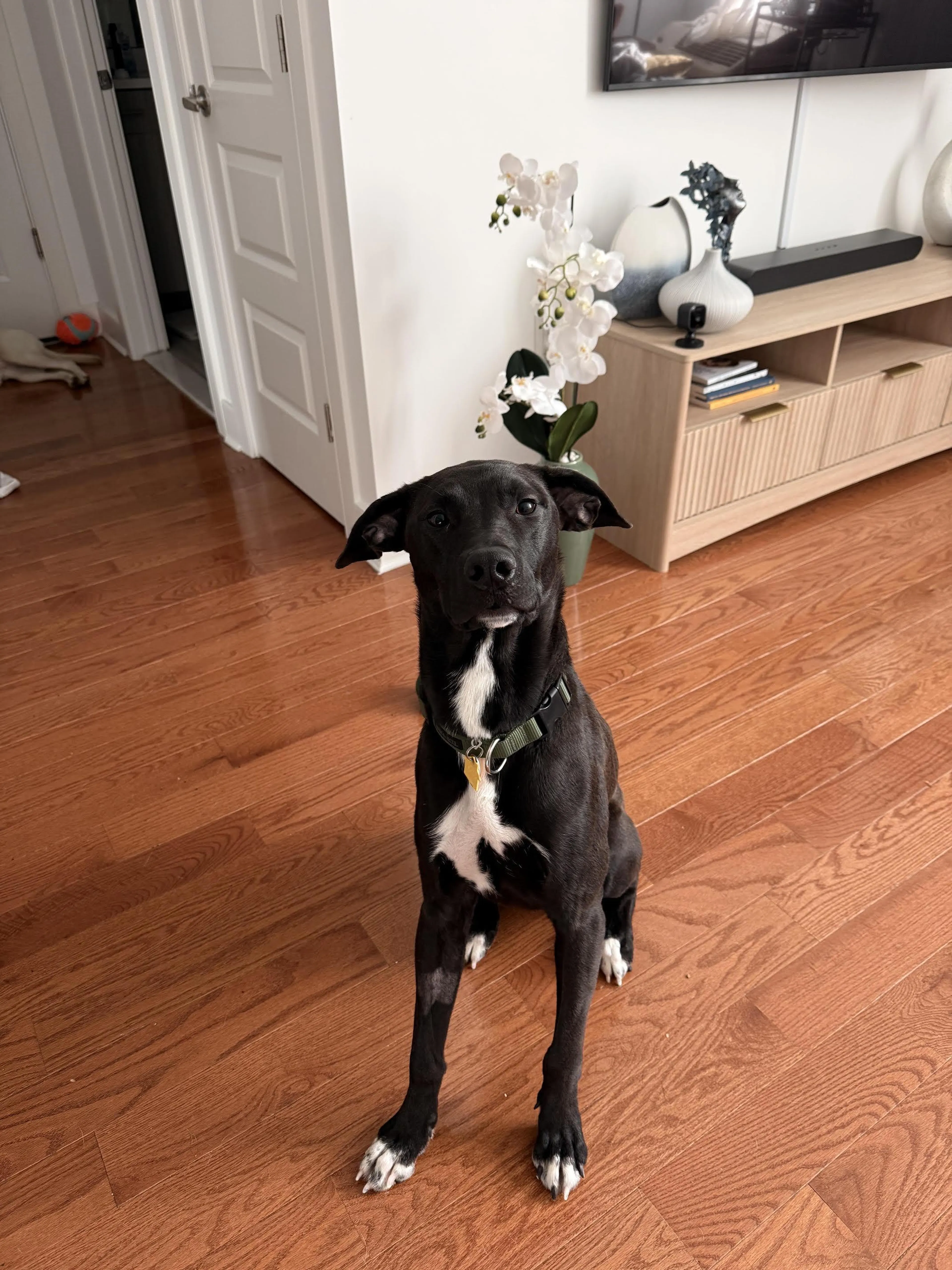 Found pet-3