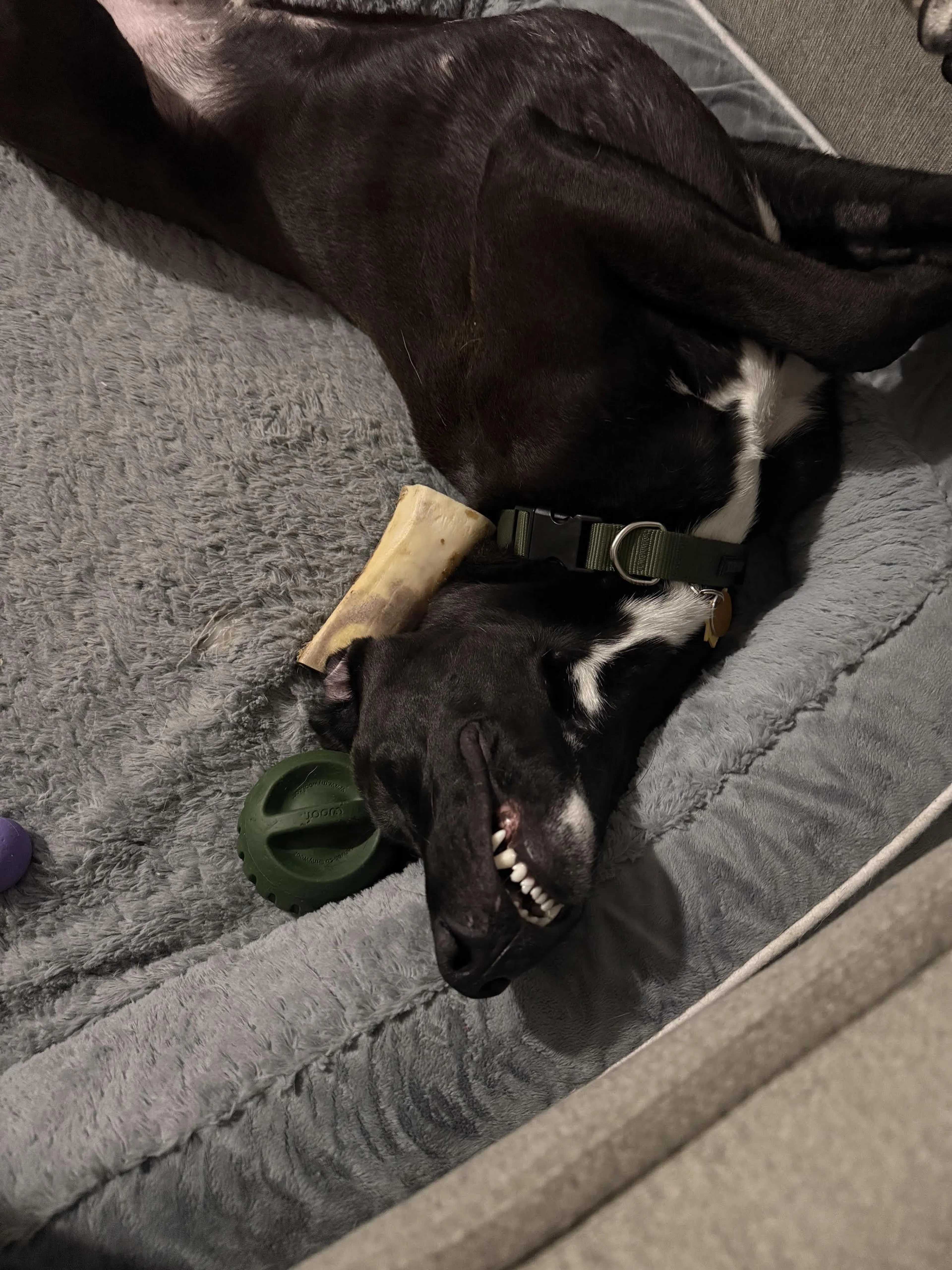 Found pet-4