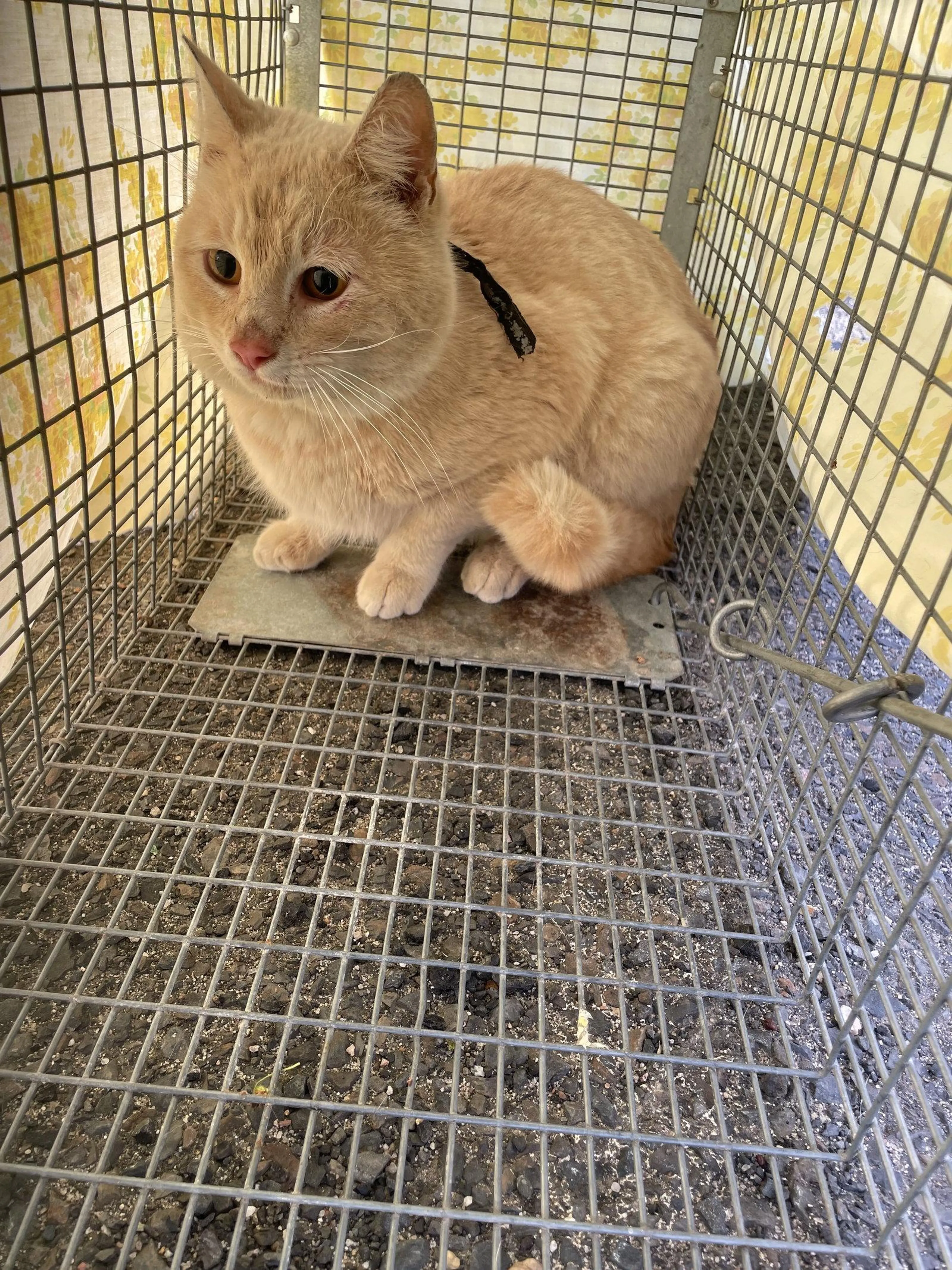 Found pet-1