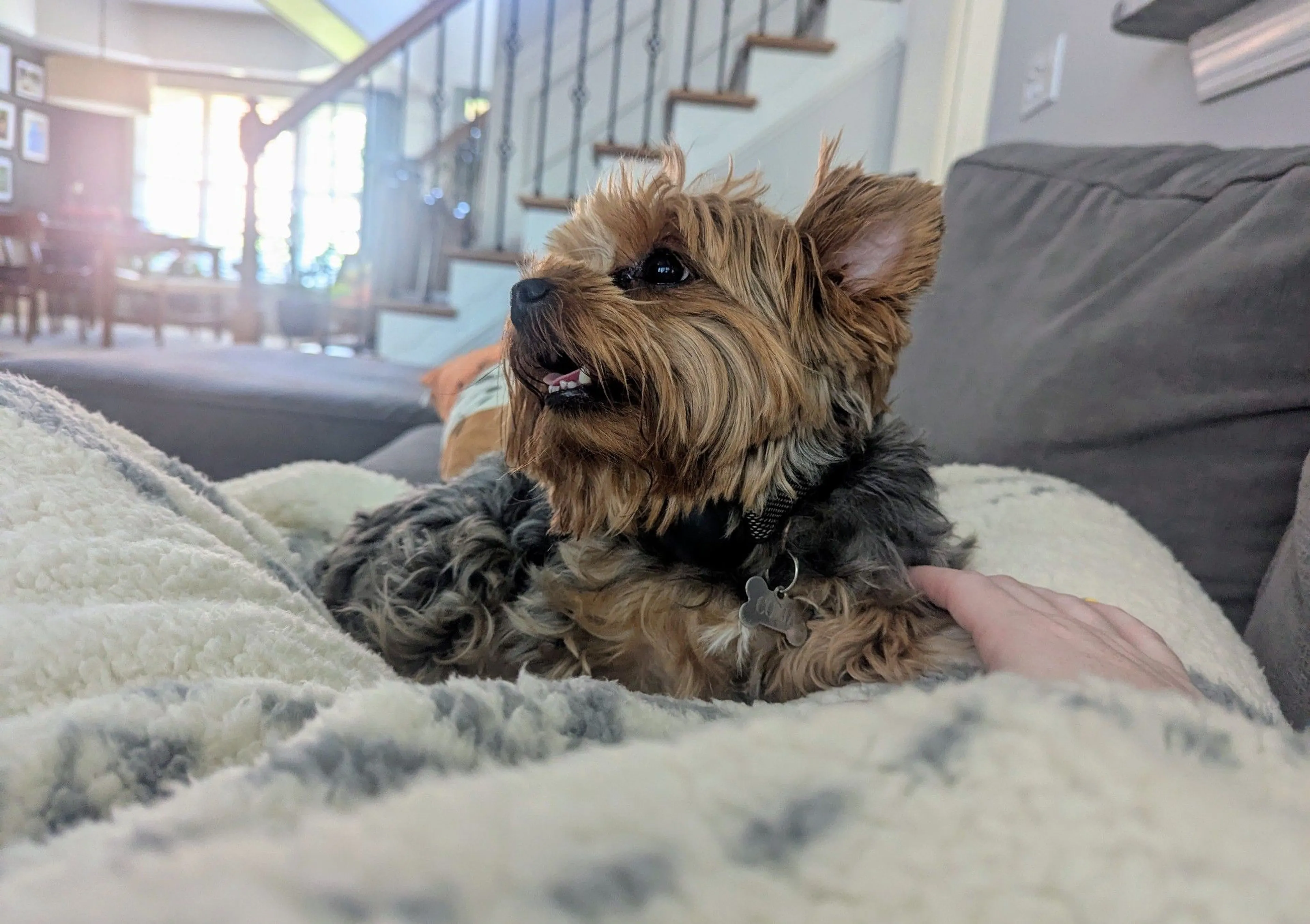 Lost pet-1