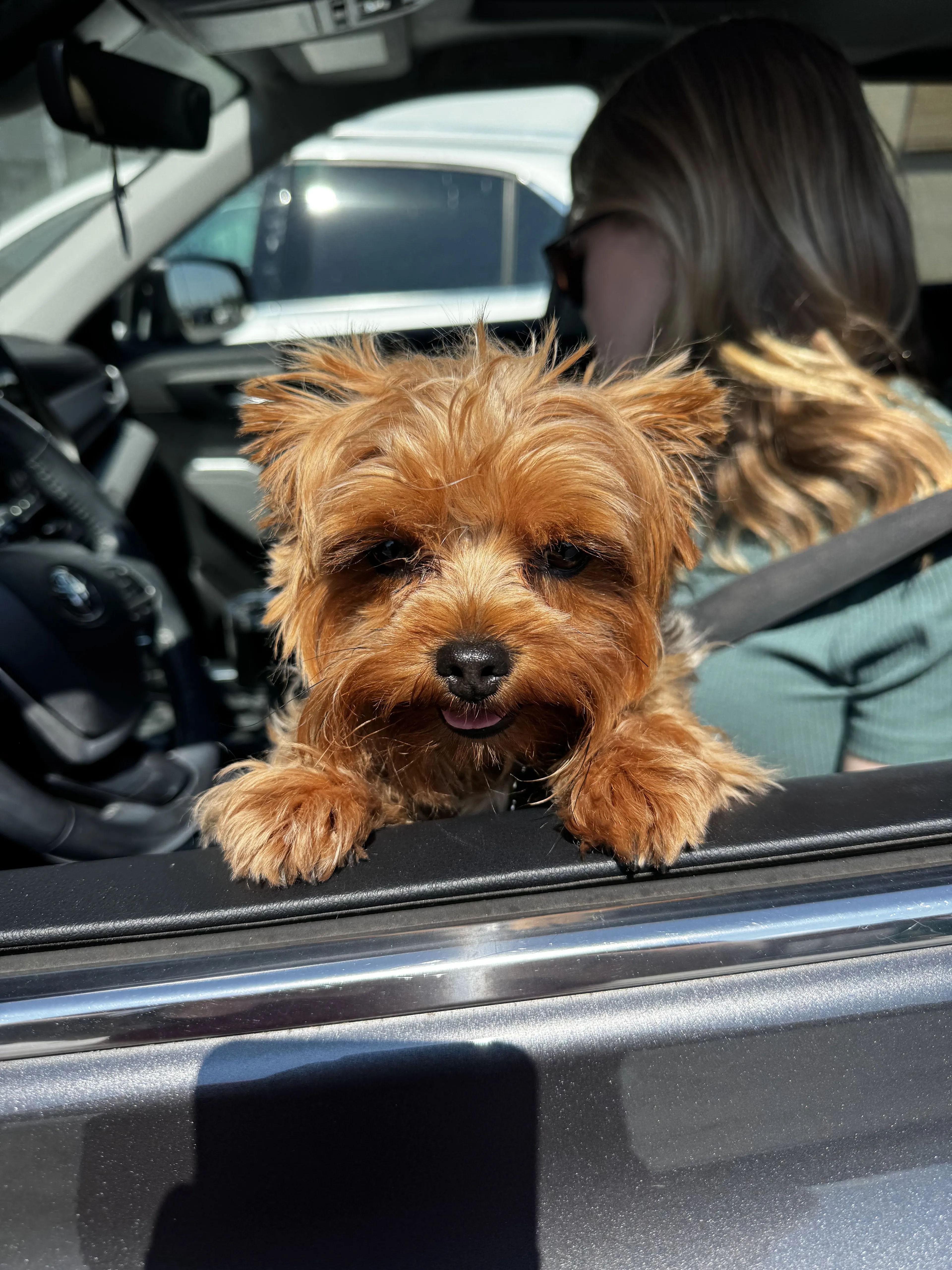 Lost pet-2