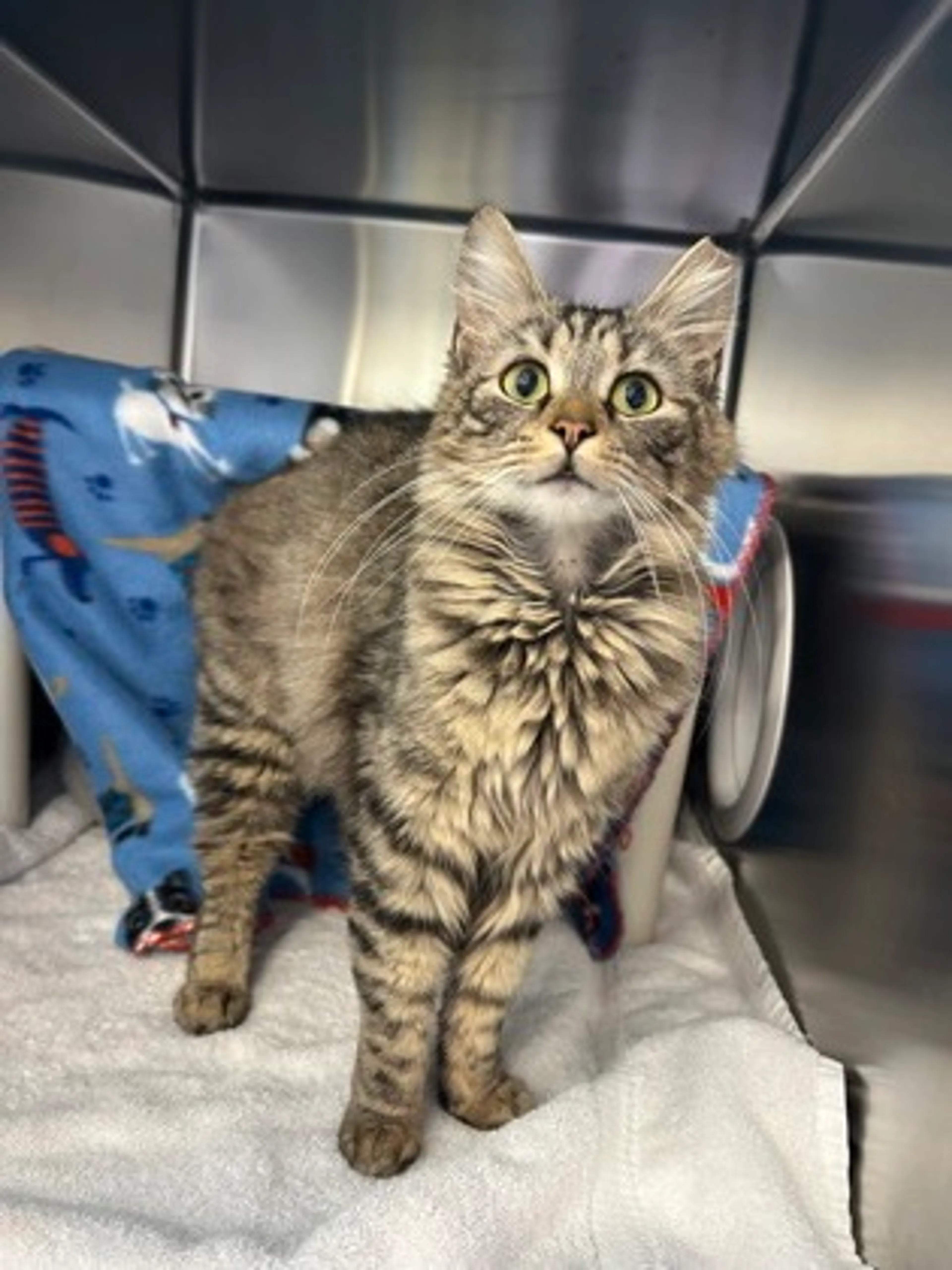 Found pet-1
