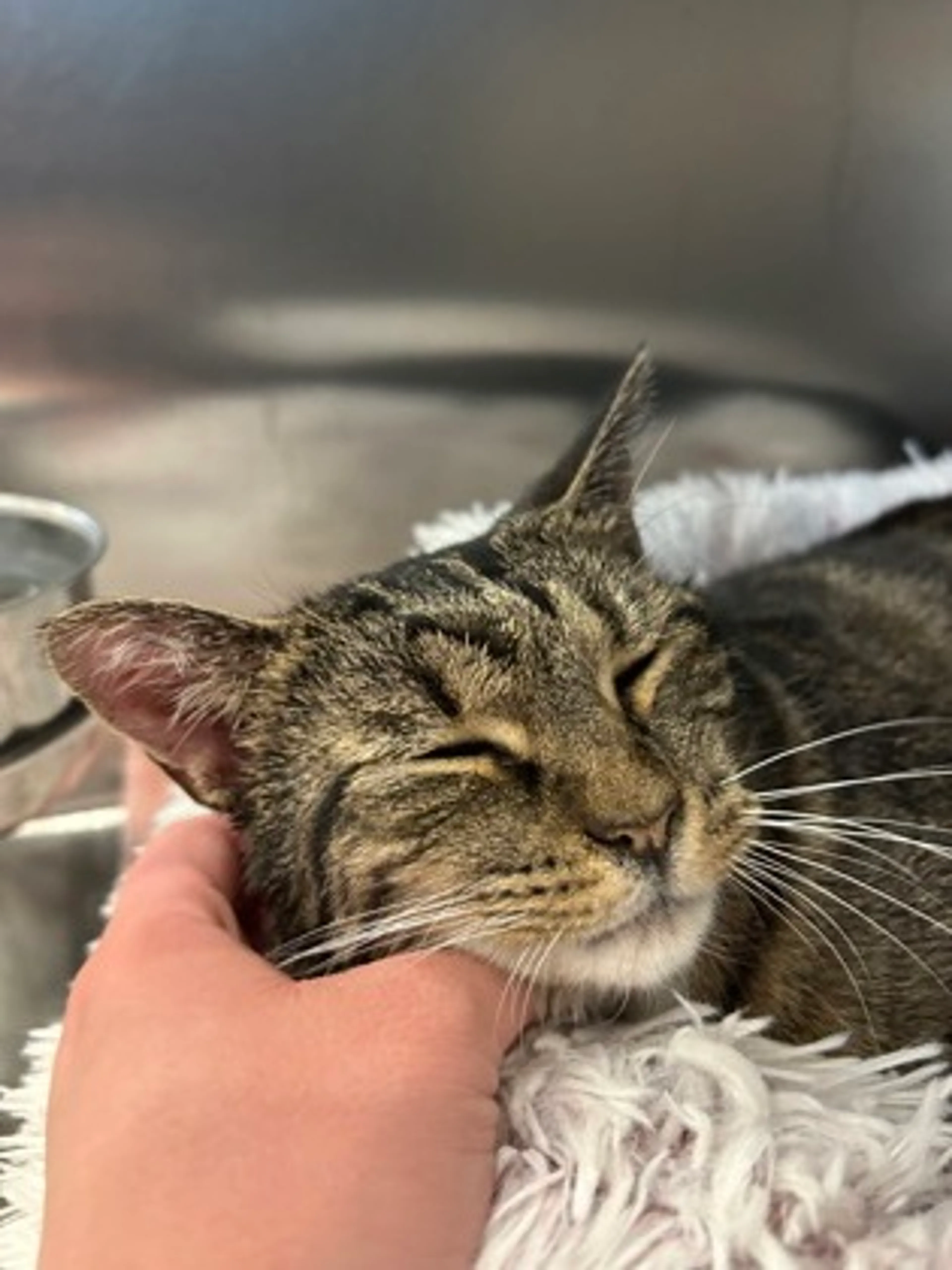 Found pet-1