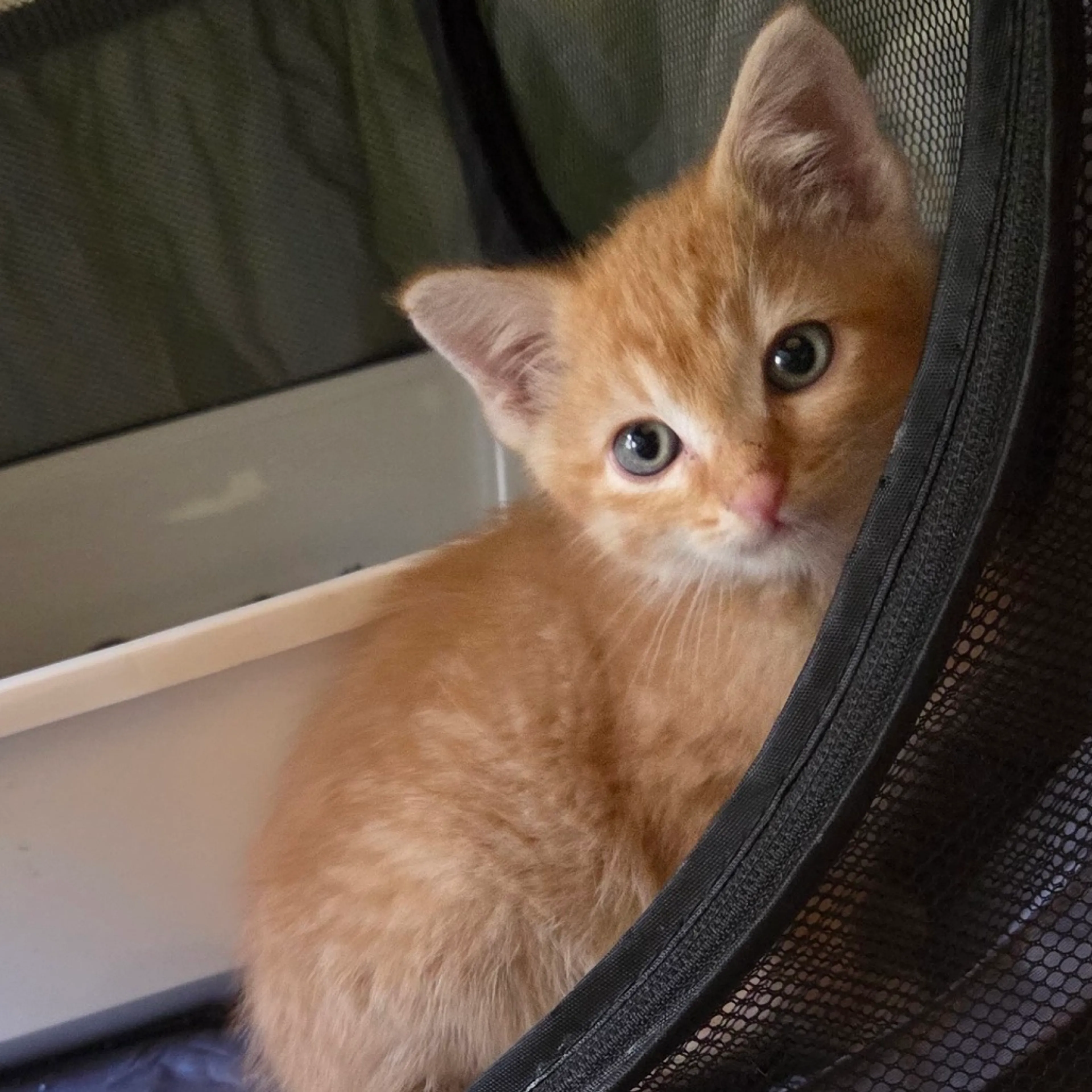 Found pet-0