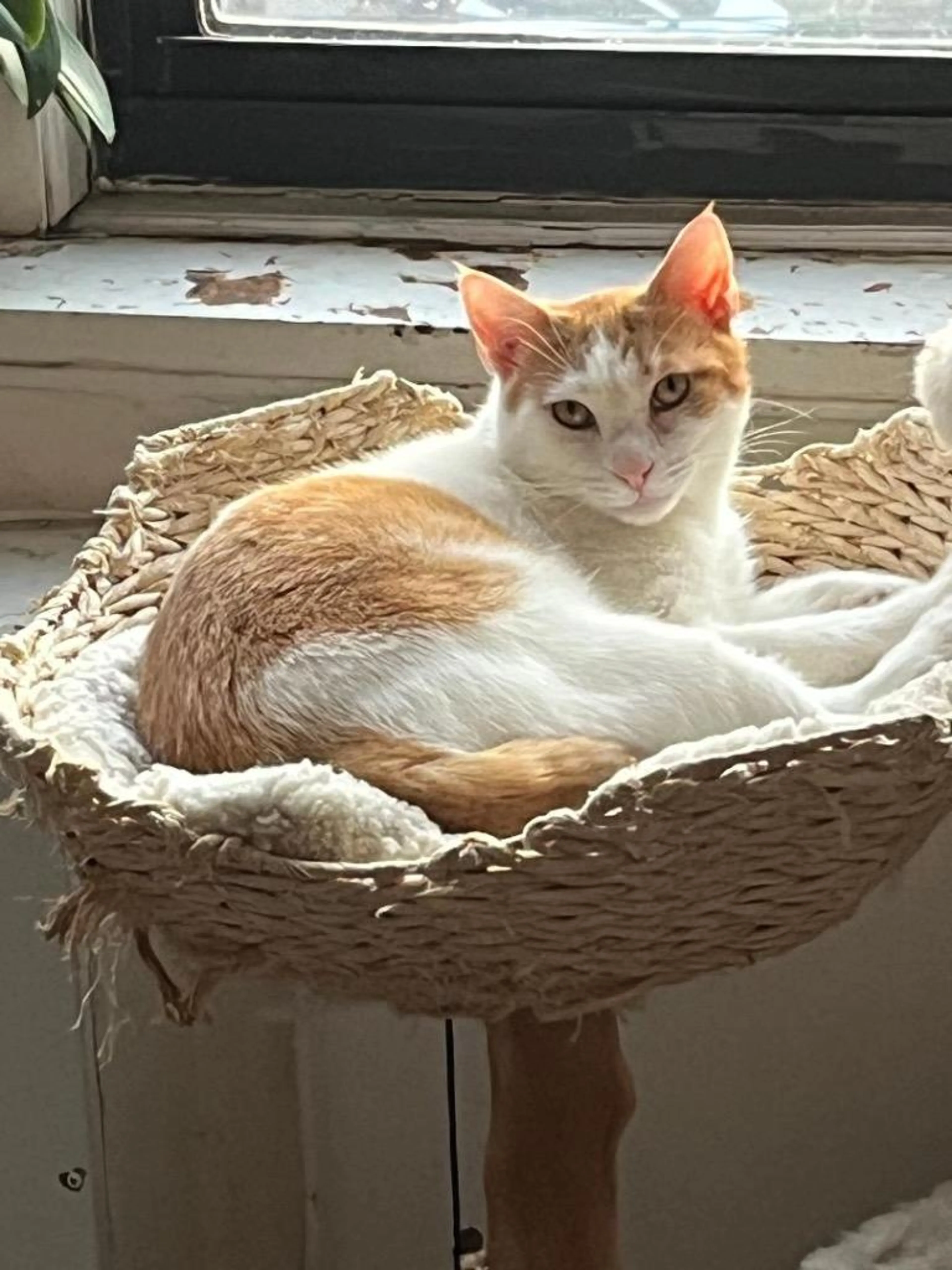 Found pet-3