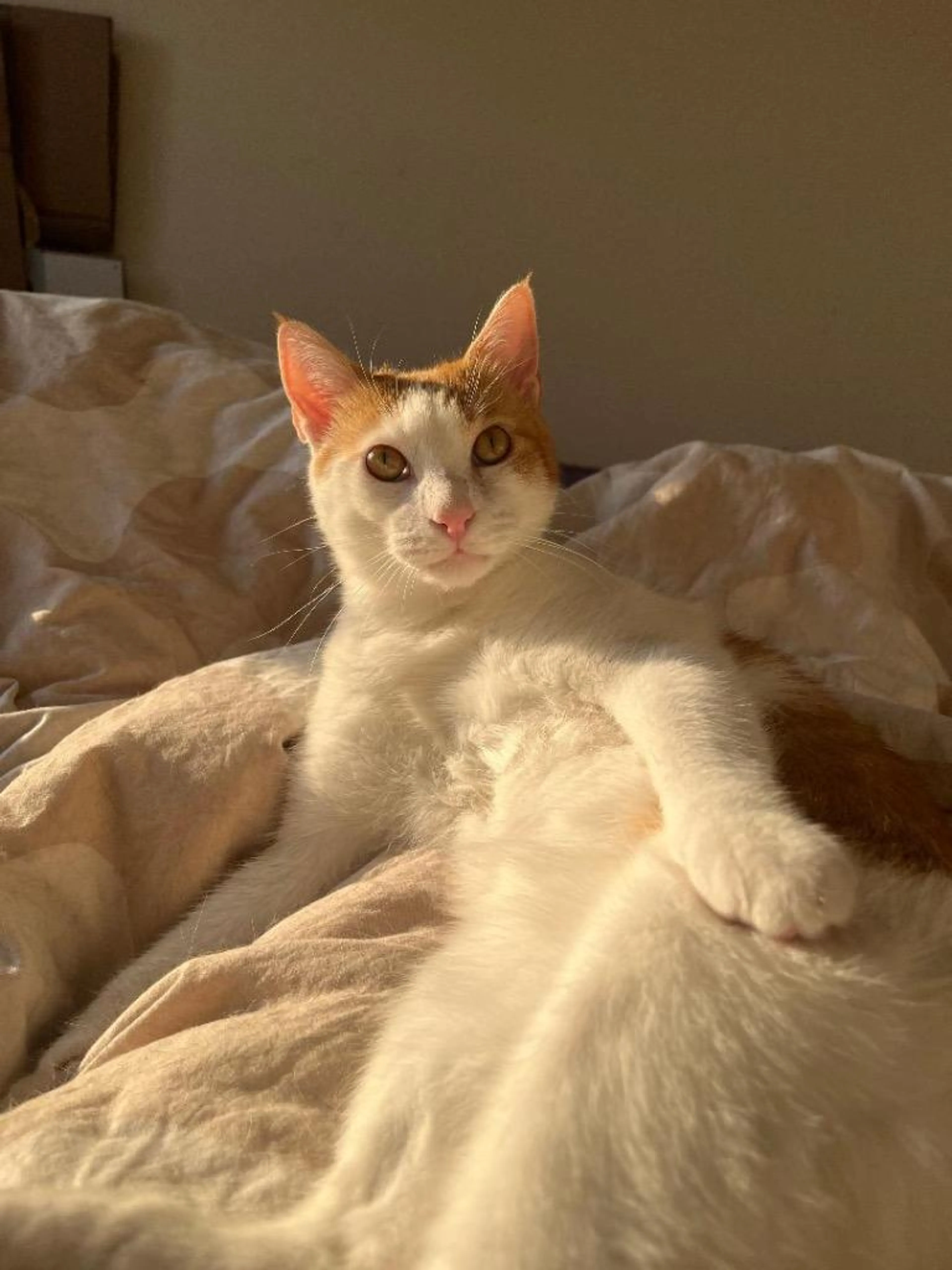 Found pet-0