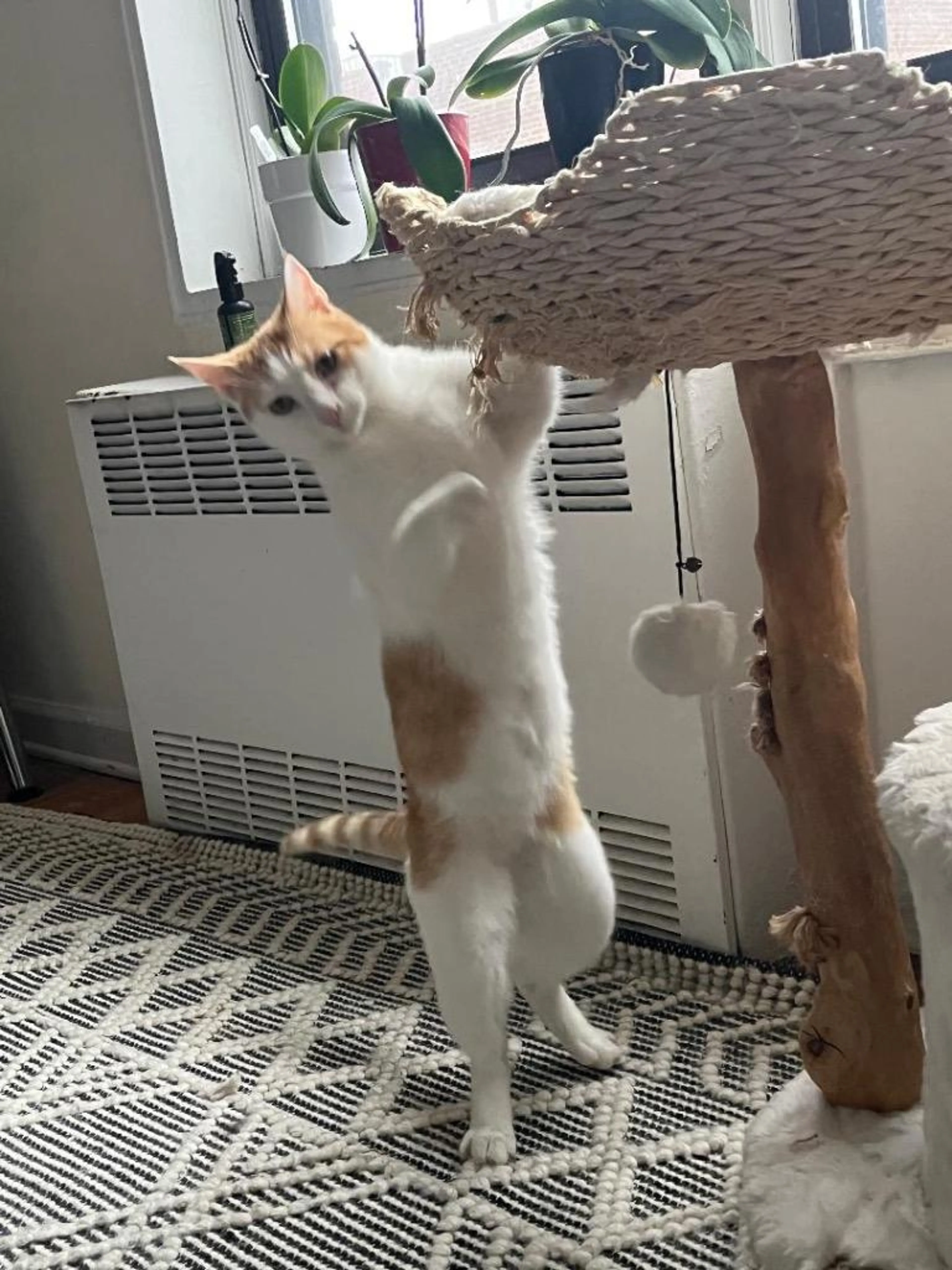 Found pet-5