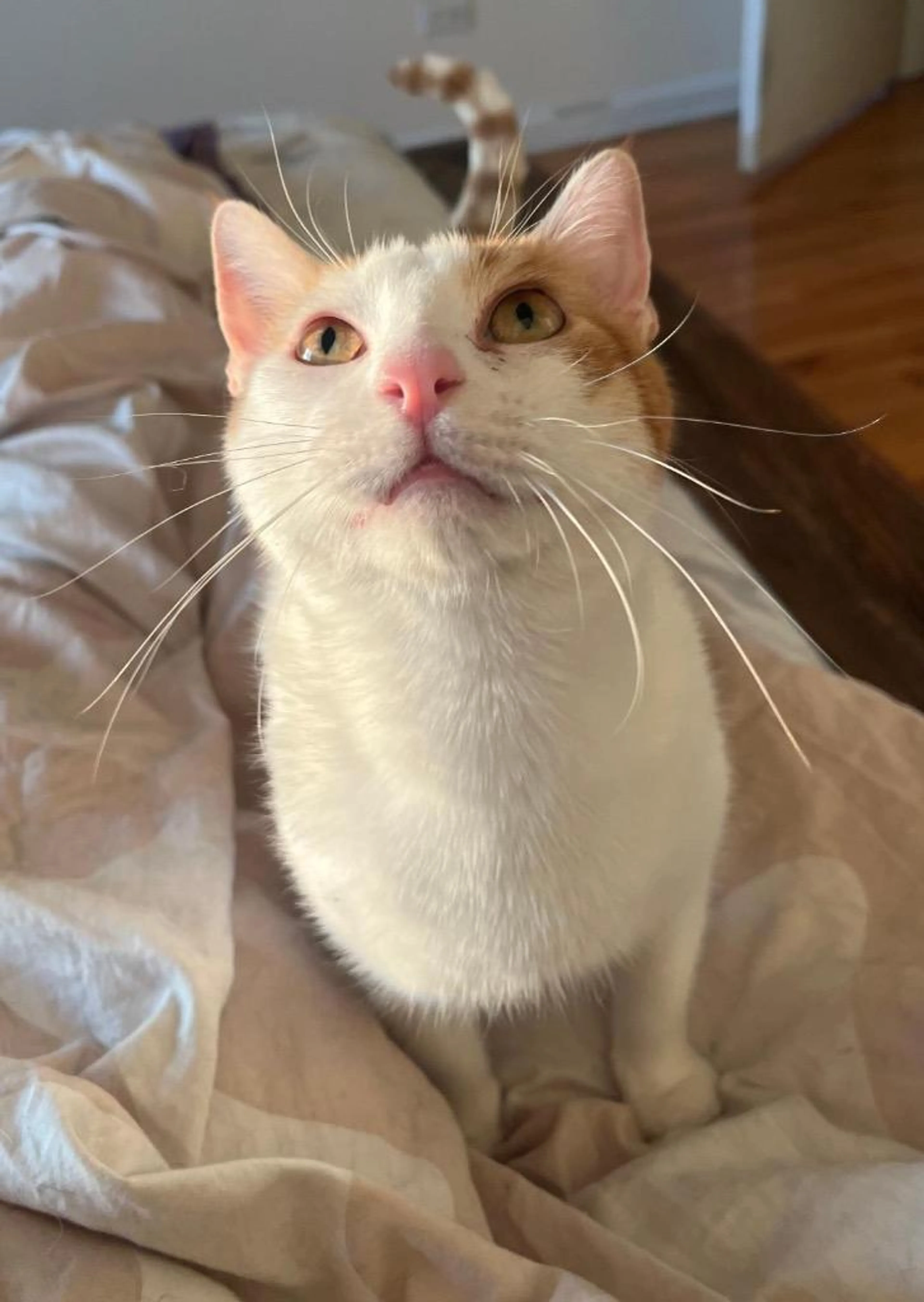 Found pet-2