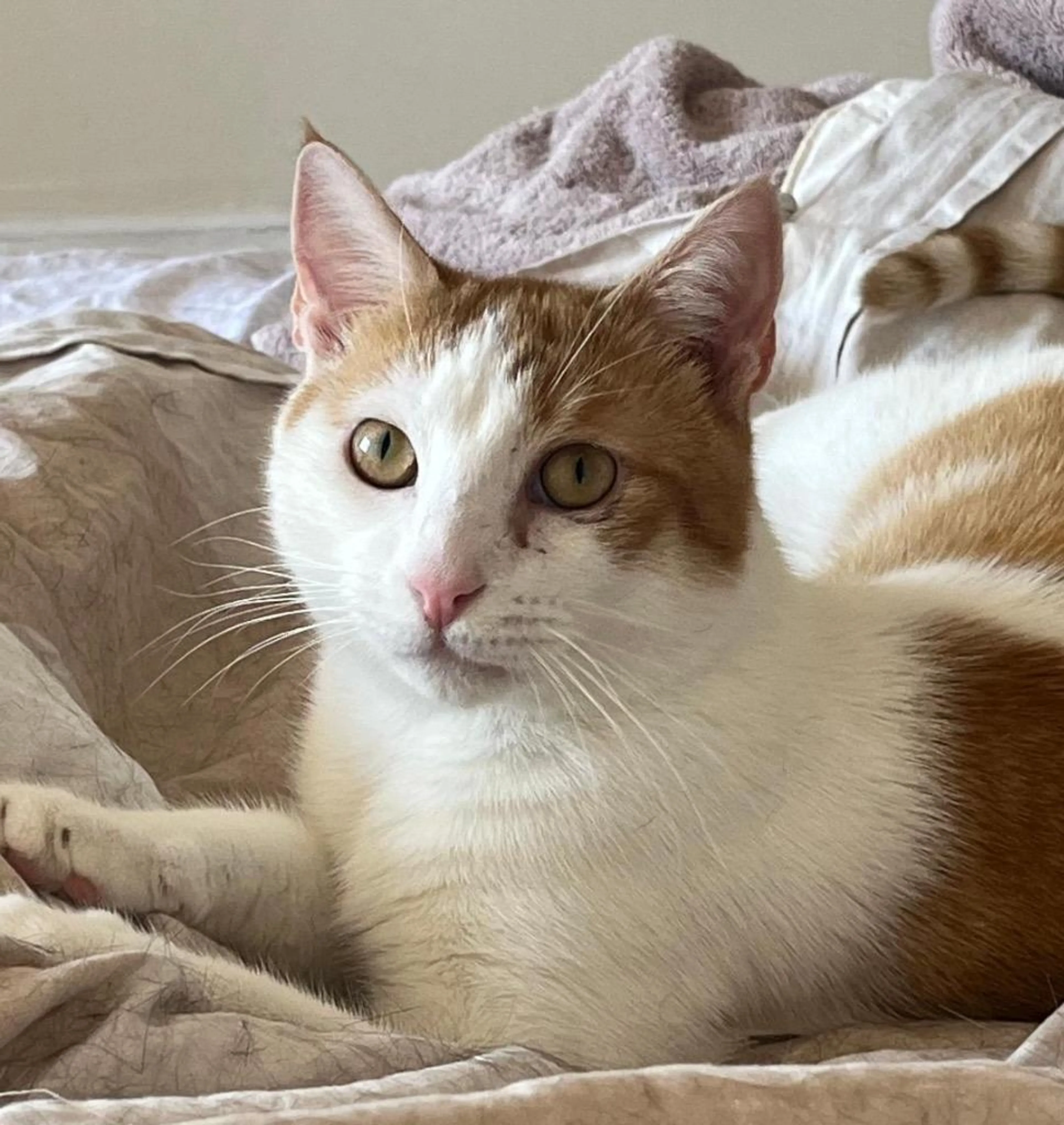 Found pet-4