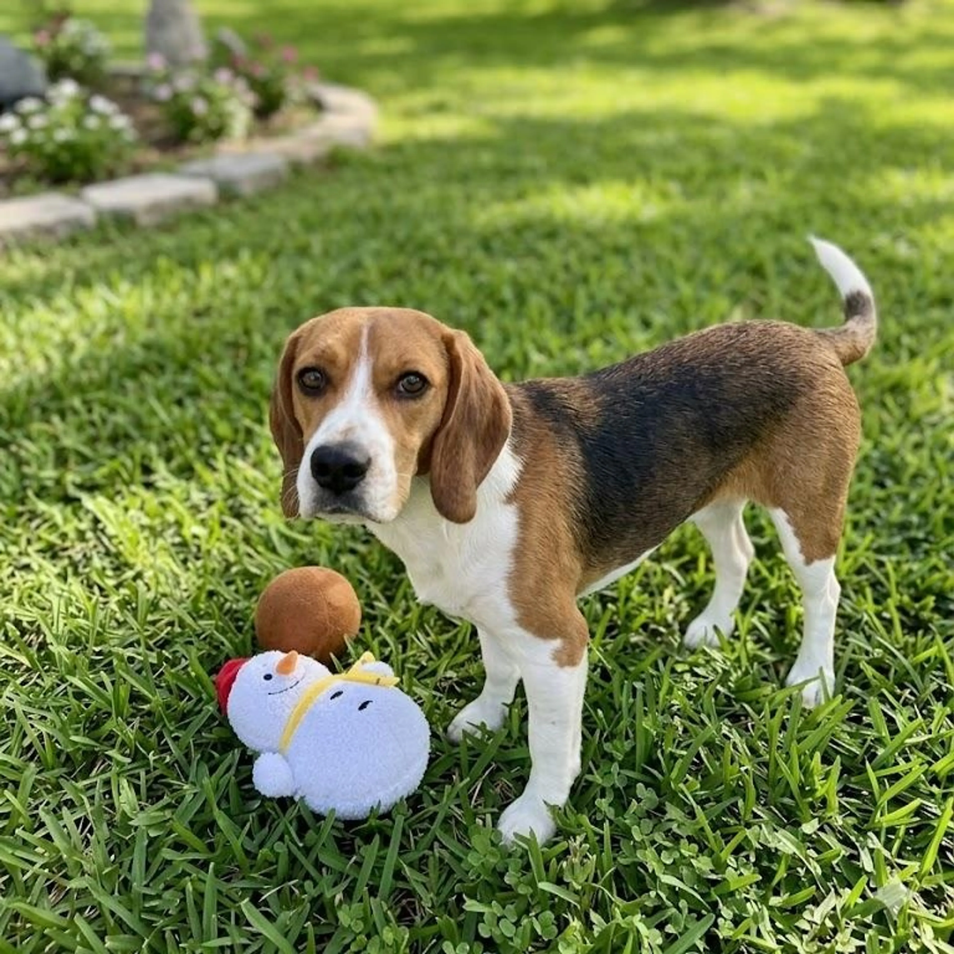 Found pet