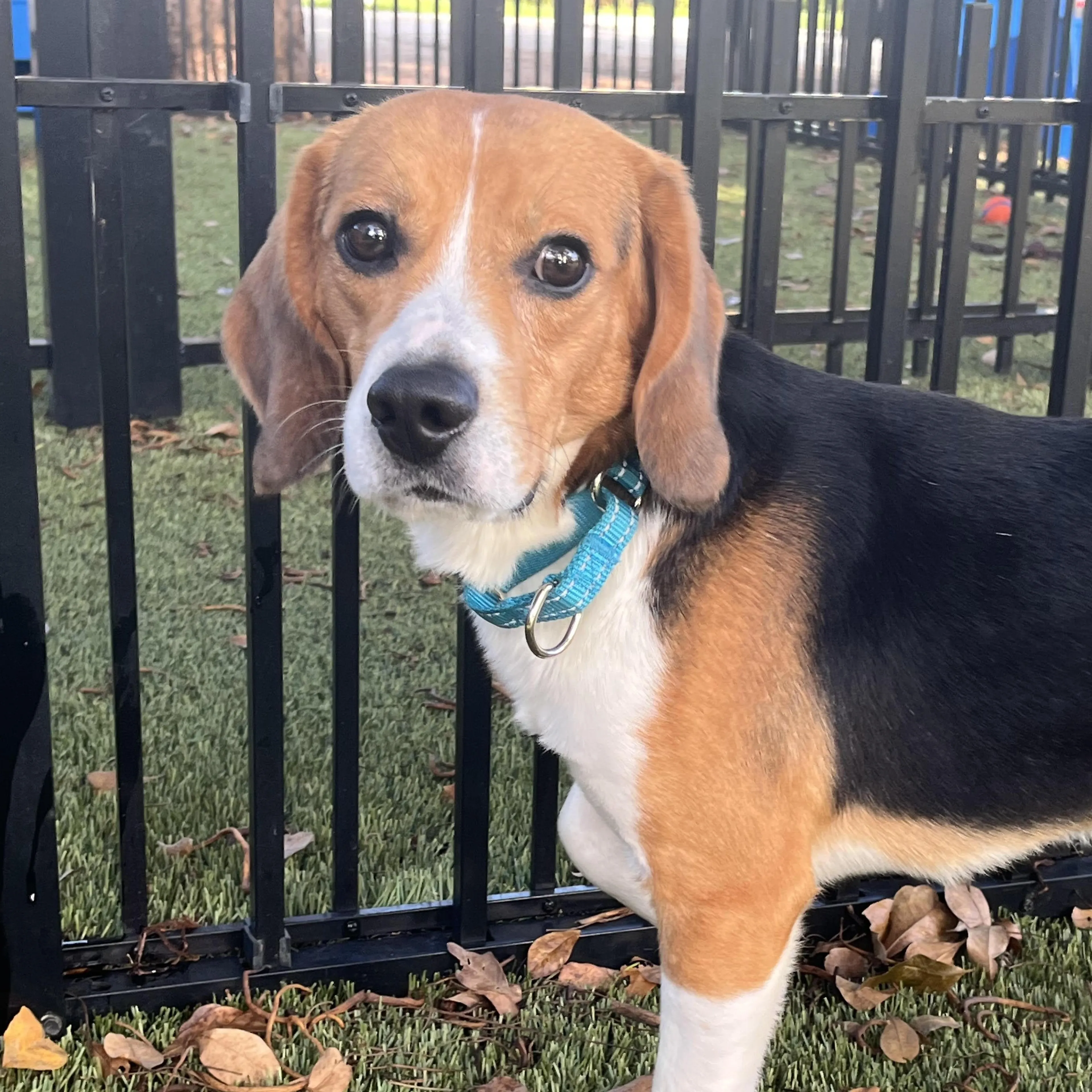 Found pet