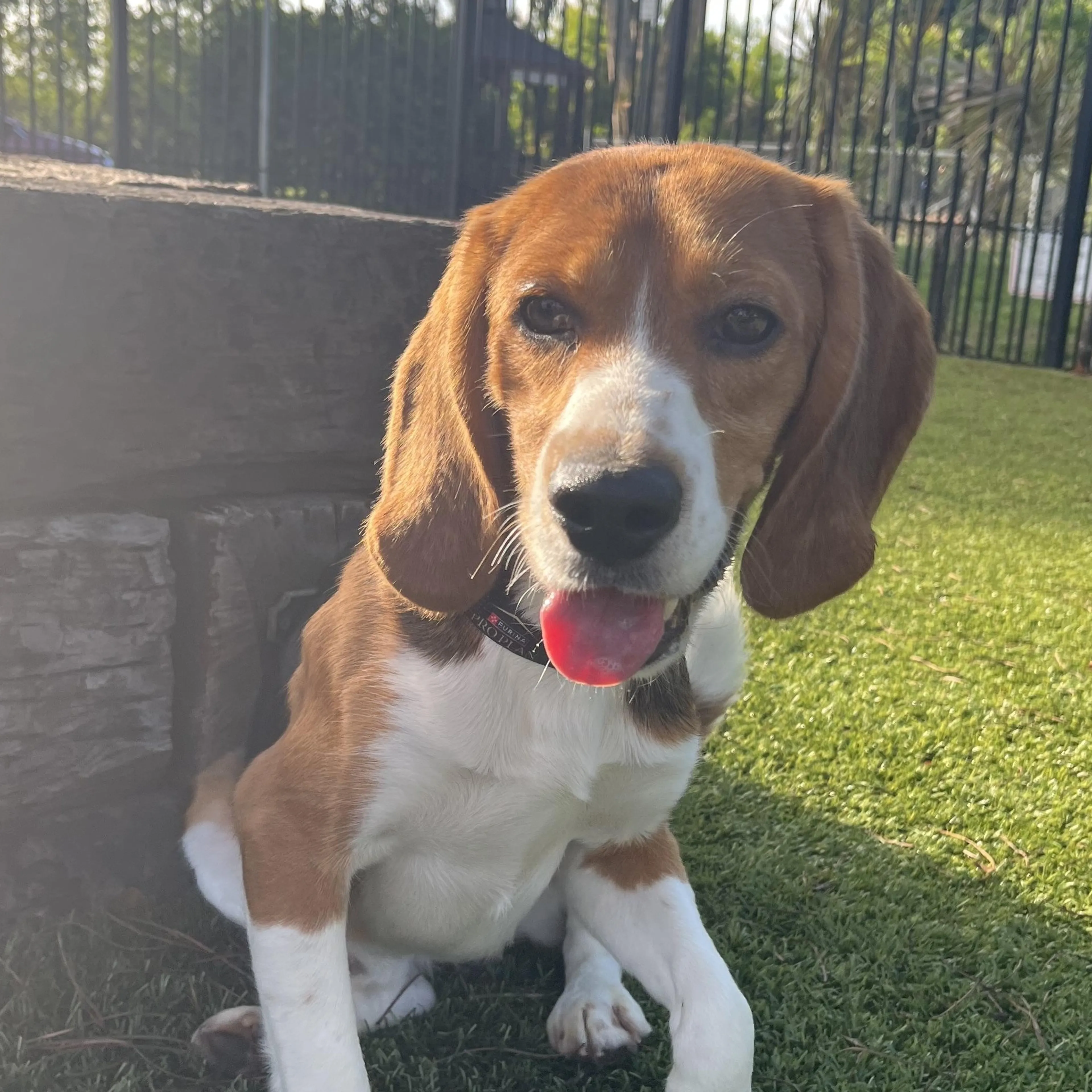 Found pet