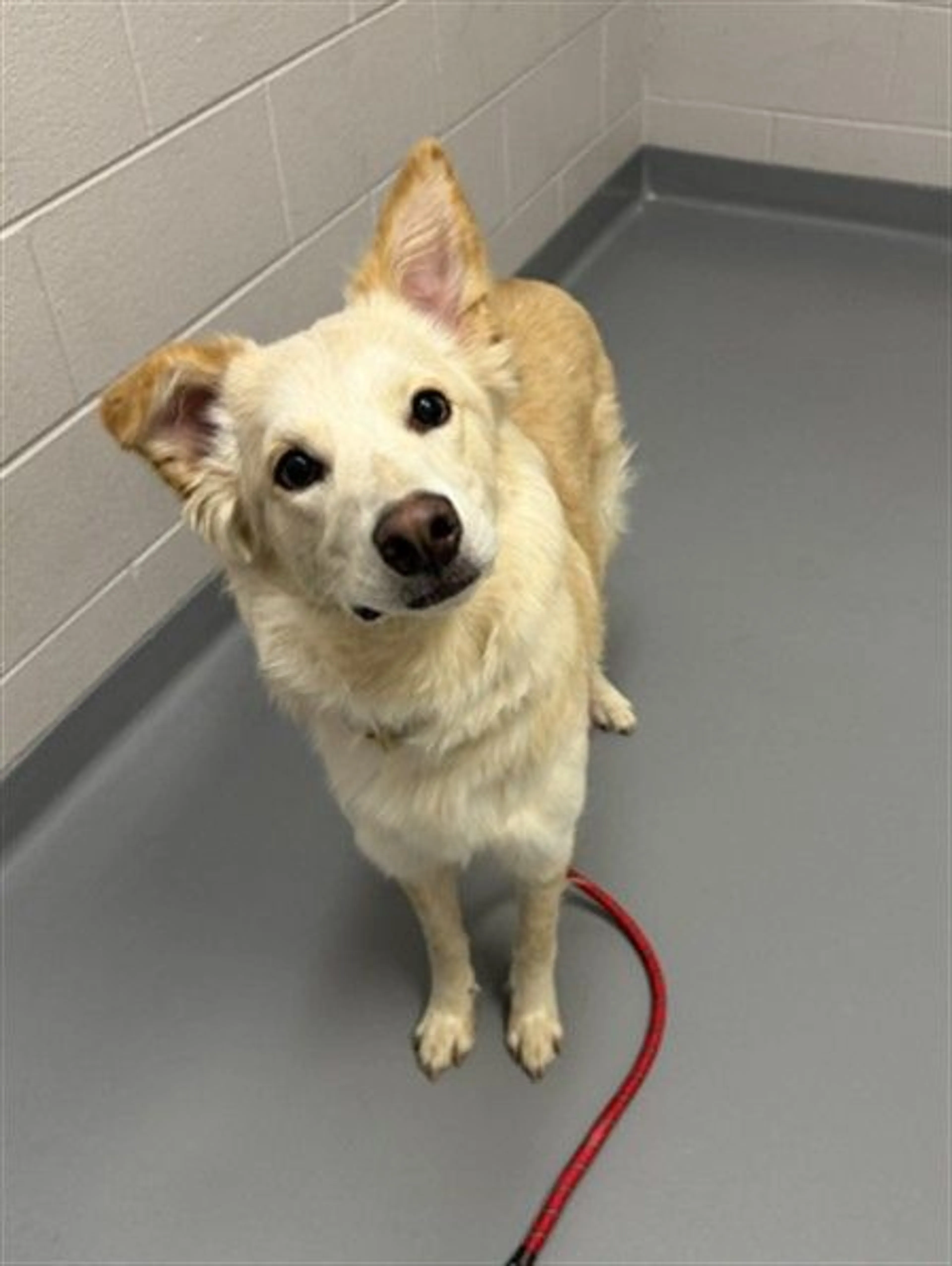 Found pet