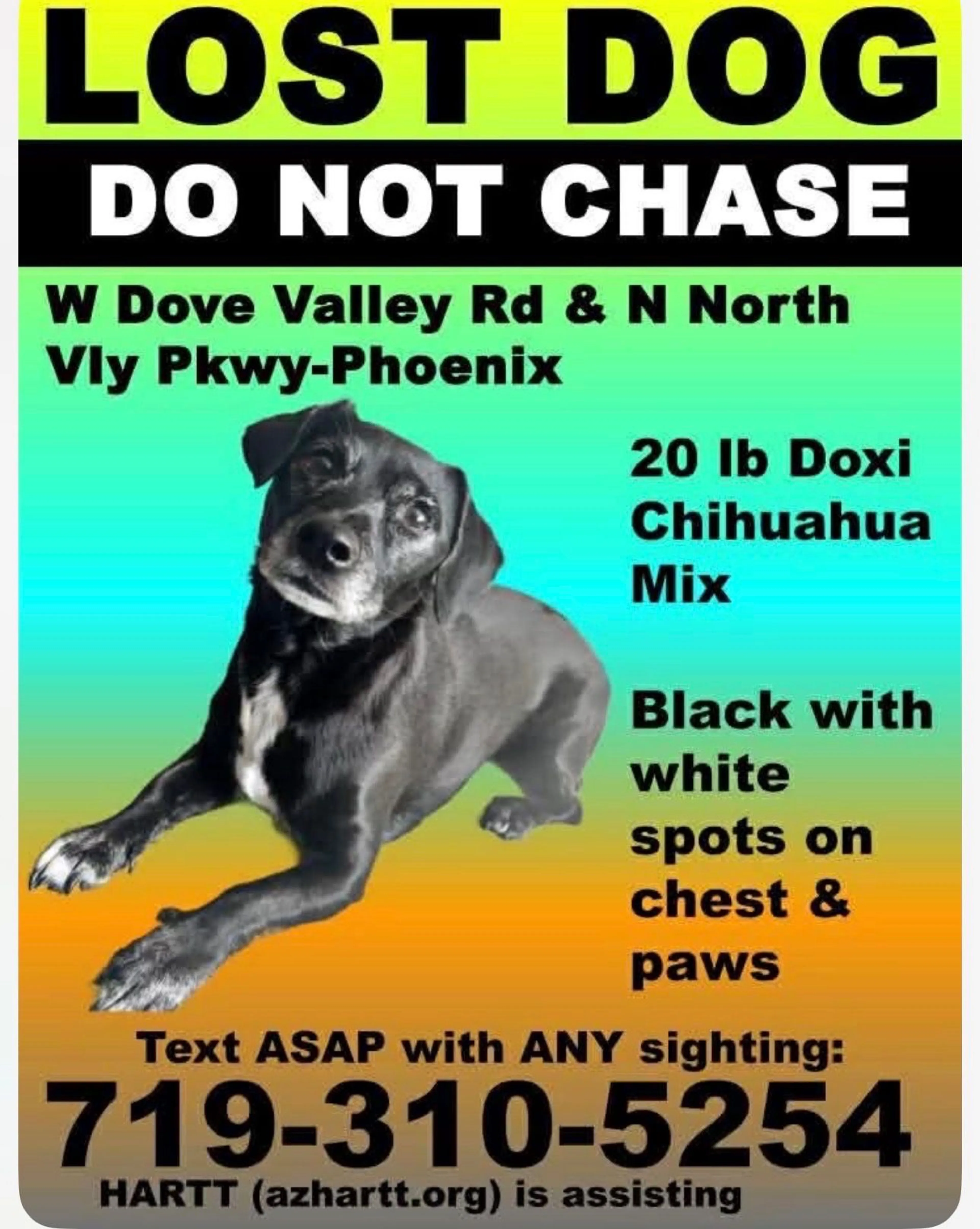 Lost pet