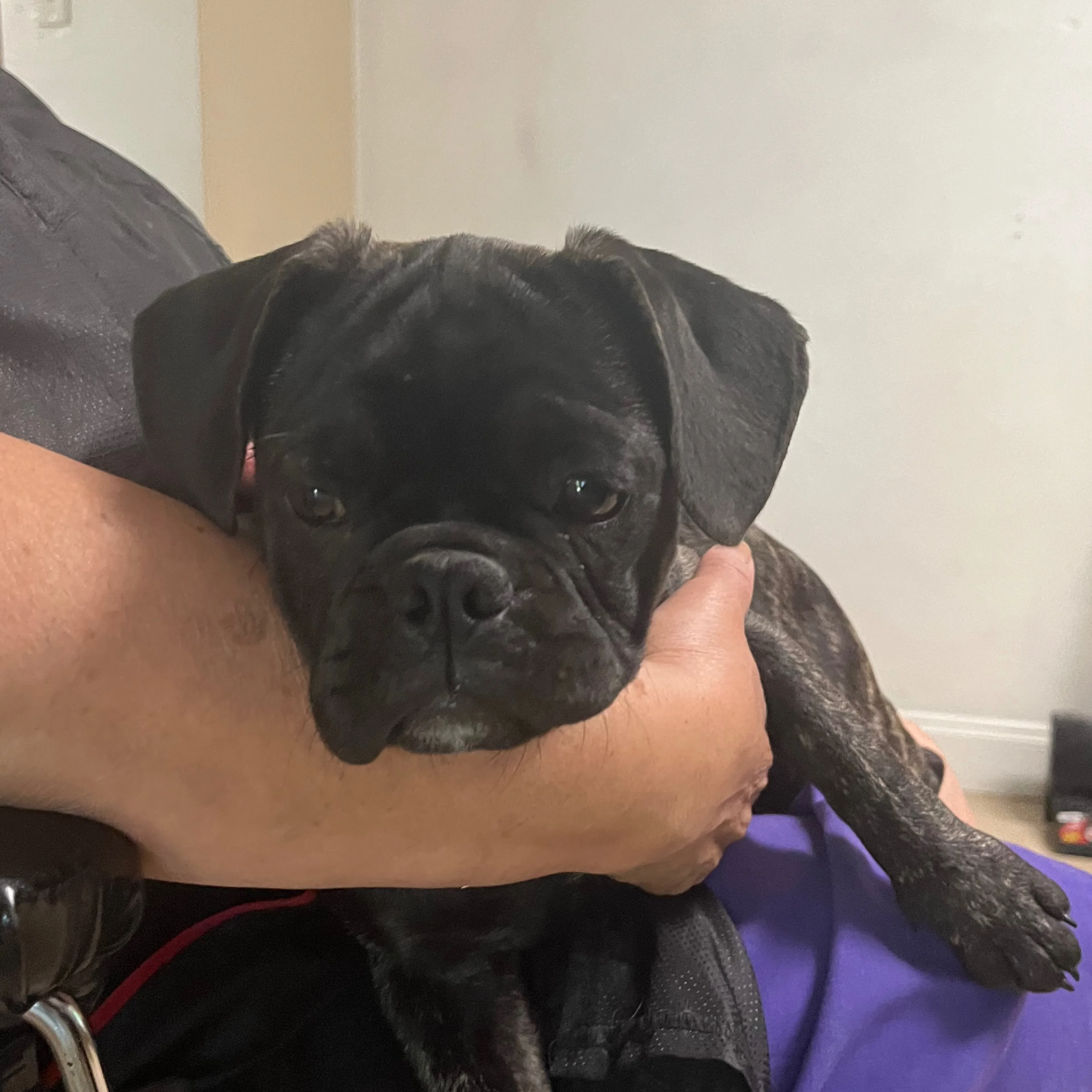 Found pet-1
