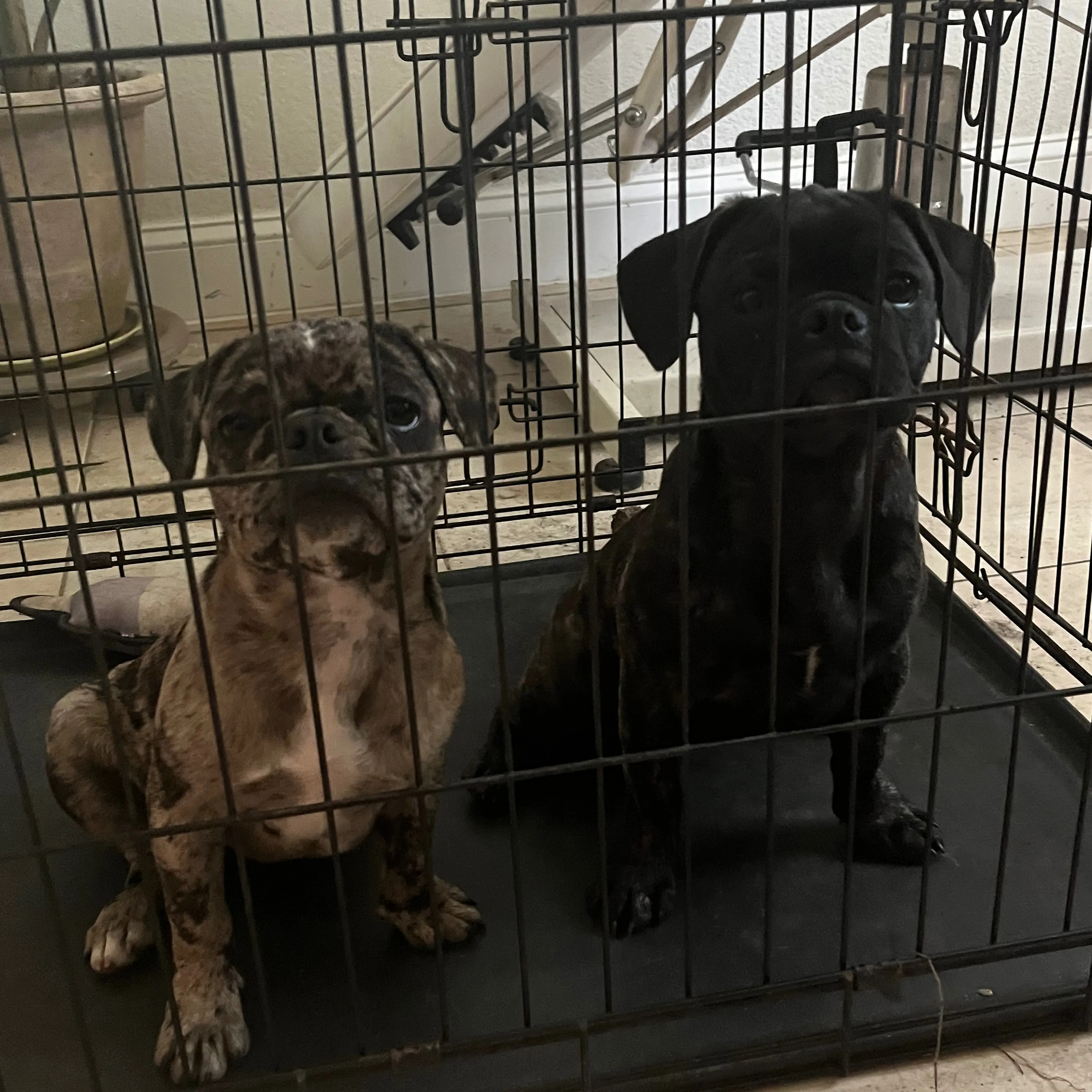 Found pet-2