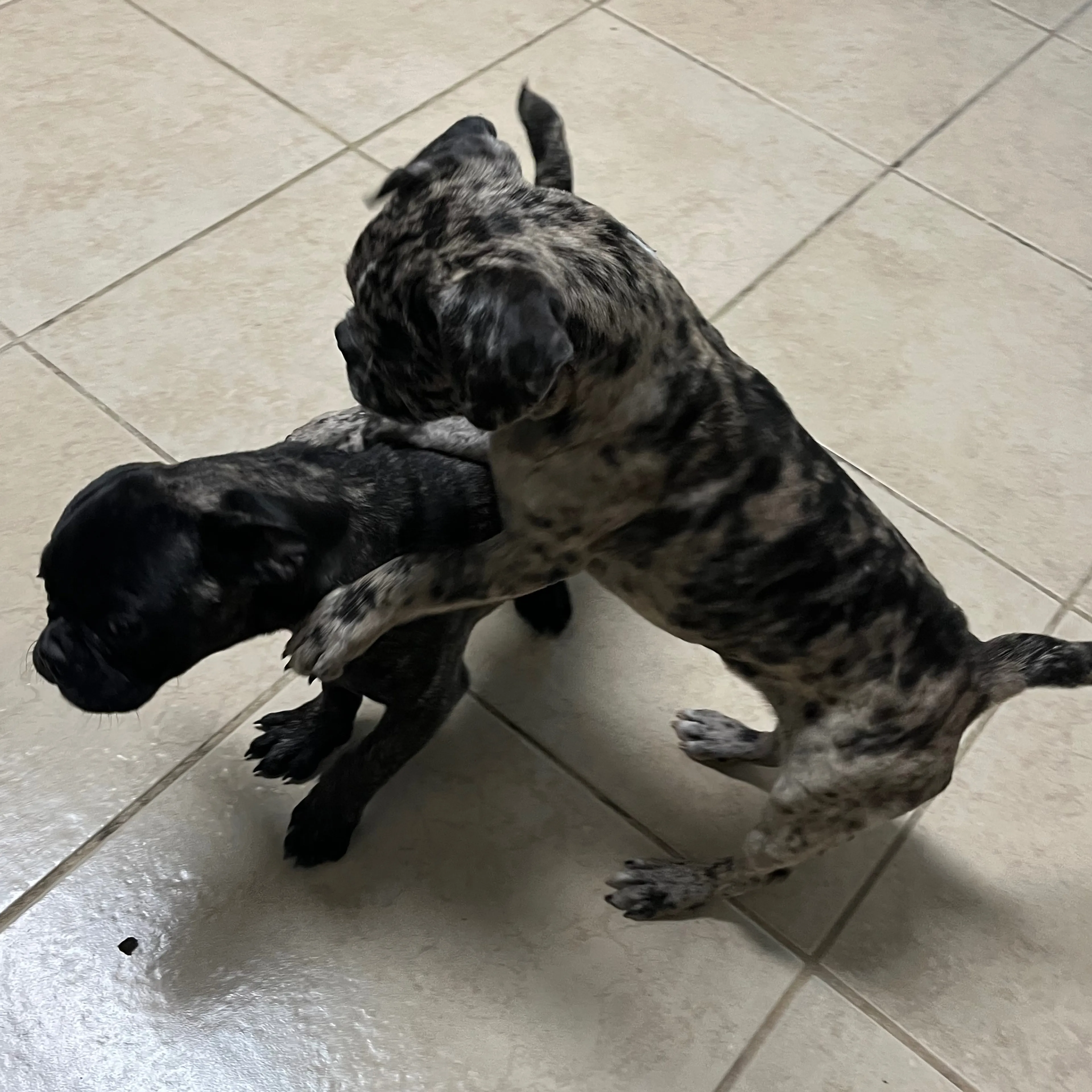 Found pet-3