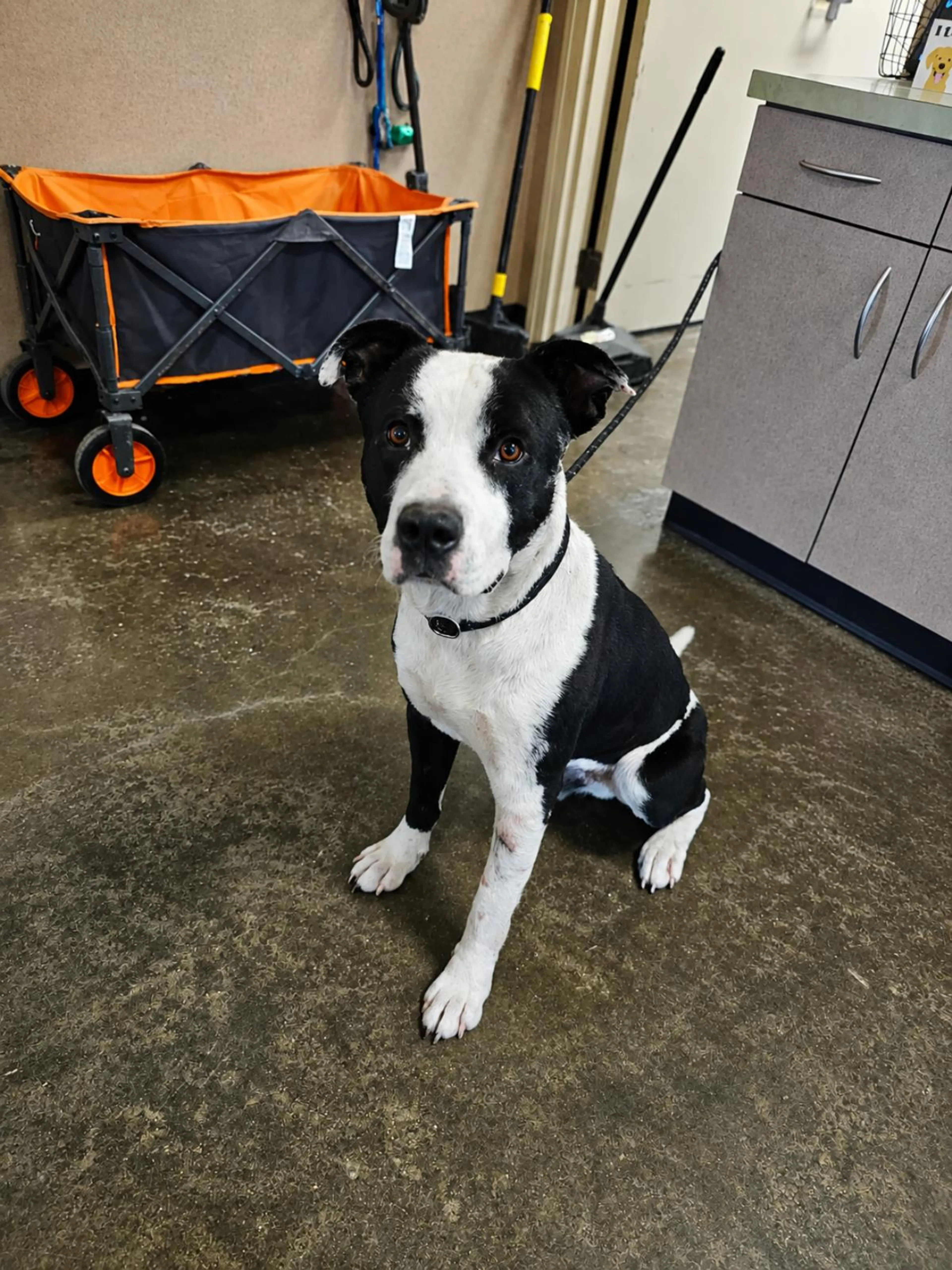 Found pet