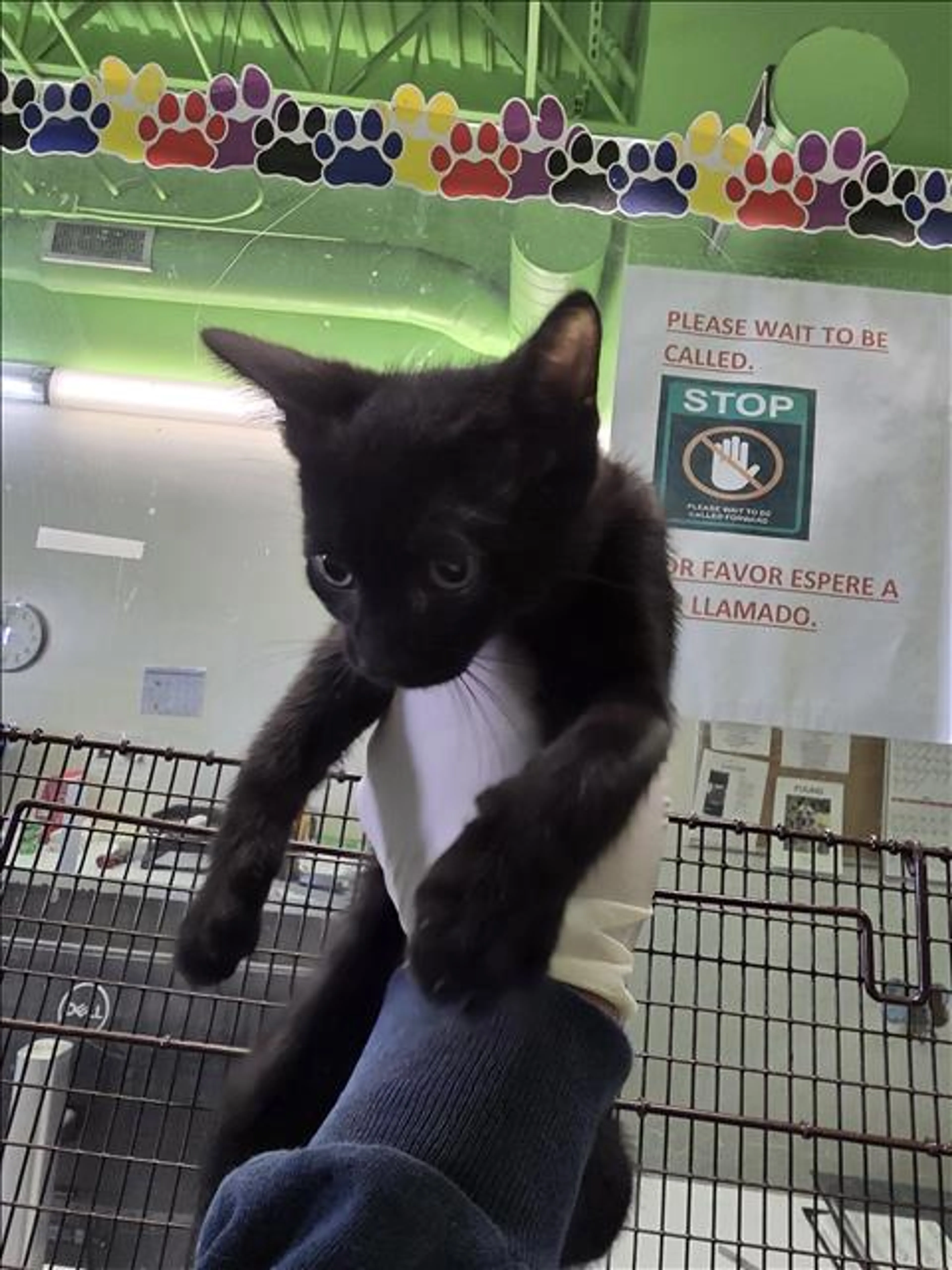 Found pet