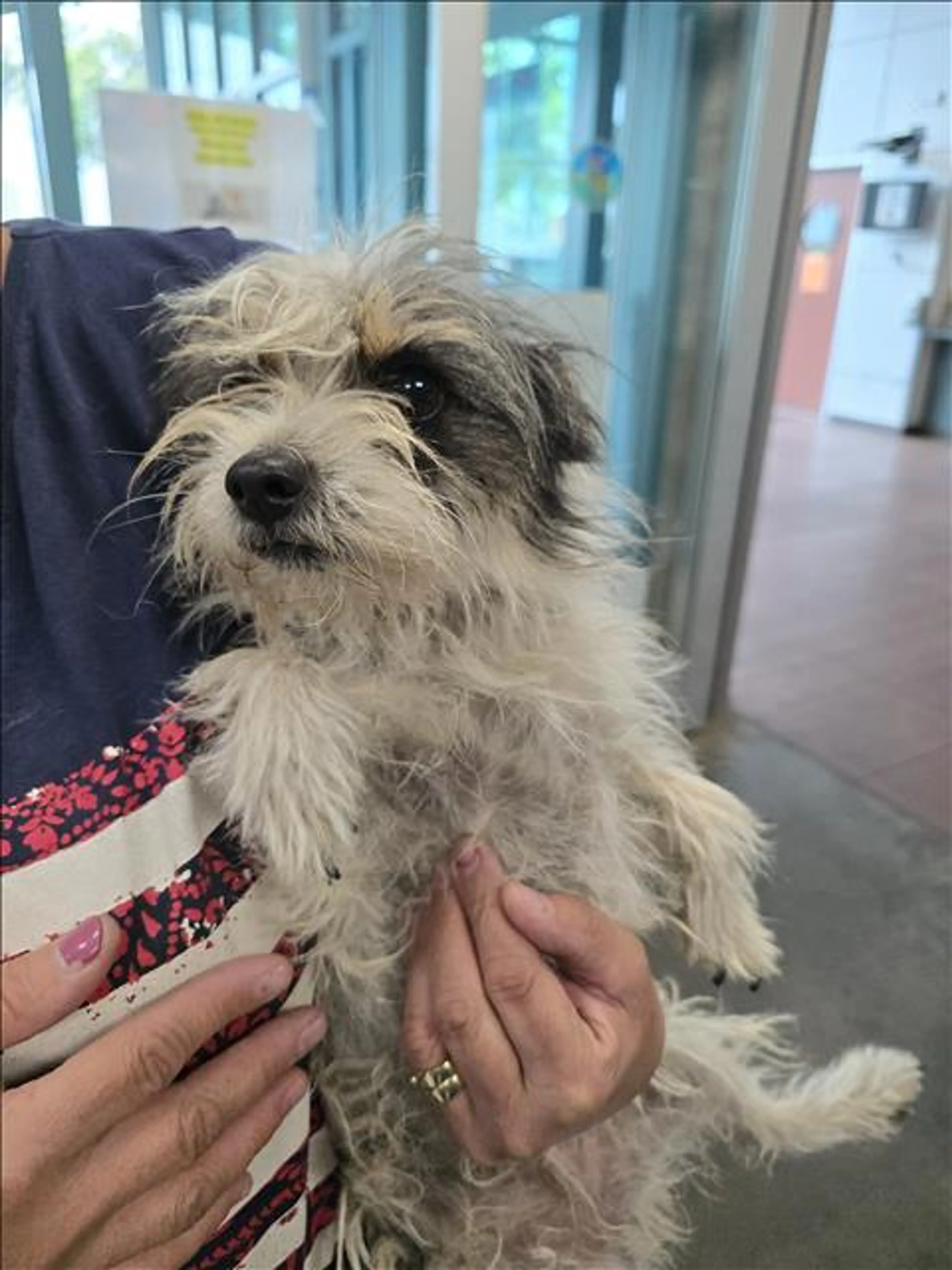 Found pet